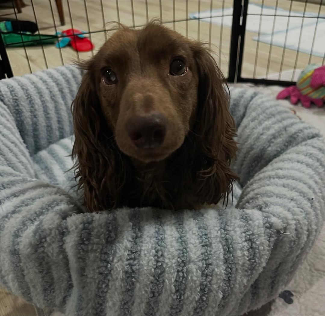 Trout (IVDD COMING SOON), ADOPTABLE, Adult Male Dachshund (Long Haired).