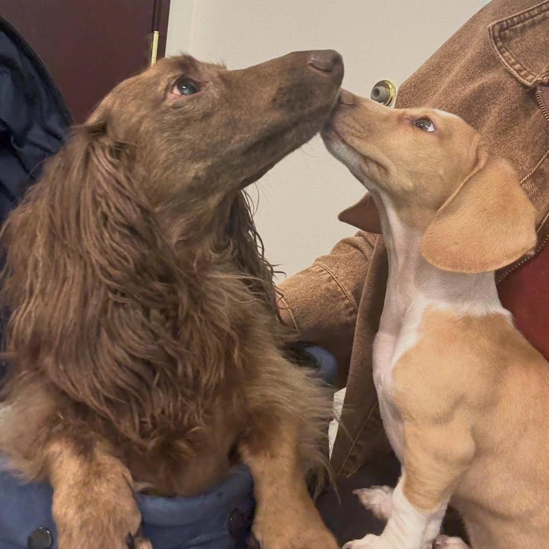 Enlarge Trout , a ADOPTABLE Dachshund (Long Haired) in Portland, OR image 3/5