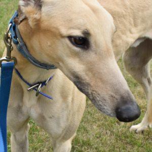 PEABODY DUCK, Adoptable, Adult Male Greyhound.
