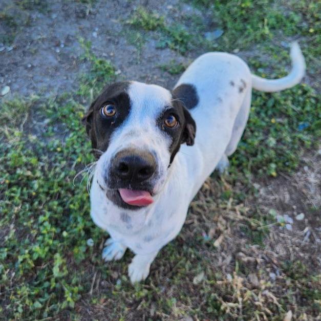 Patches, ADOPTABLE, Young Male Labrador Retriever.