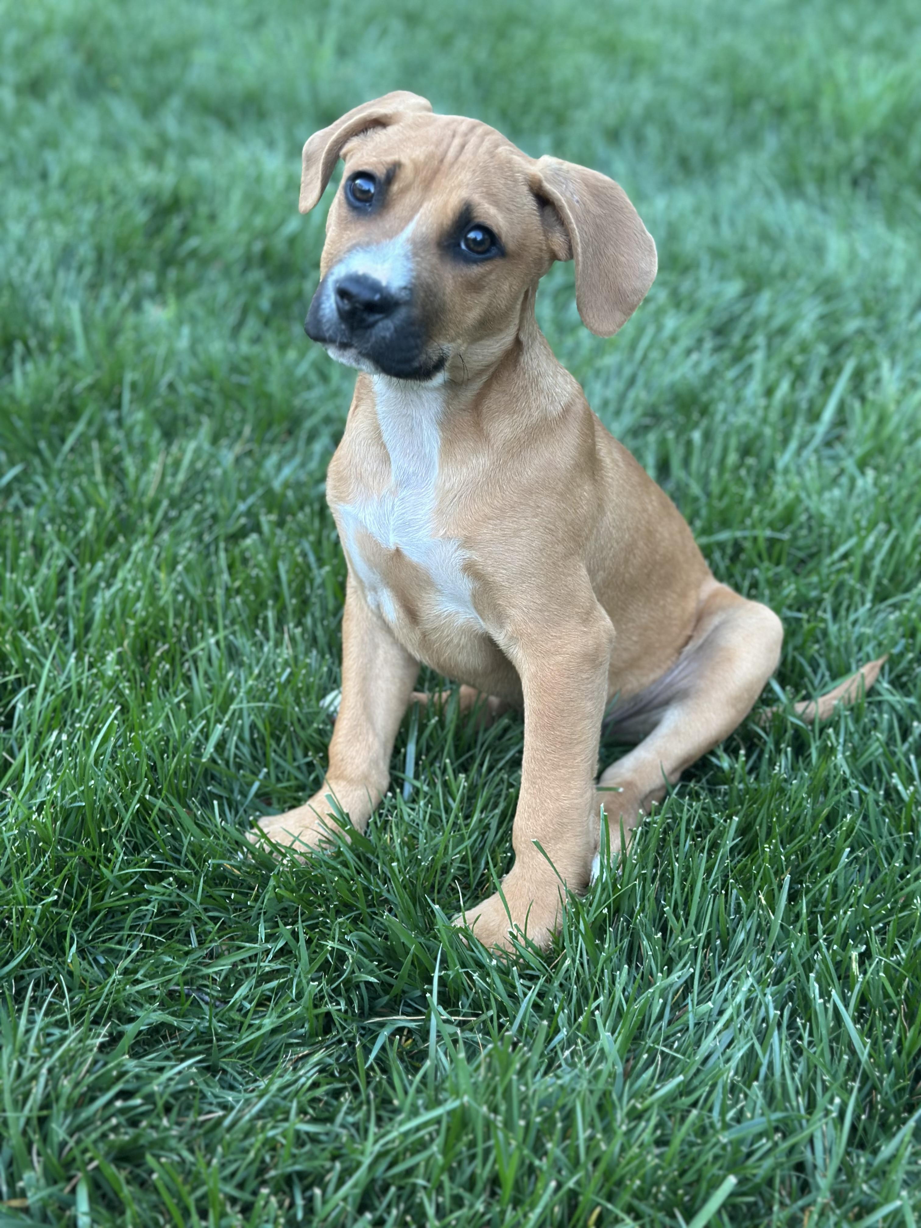 Enlarge Matthews, a ADOPTABLE mixed breed in Maiden, NC image 1/2