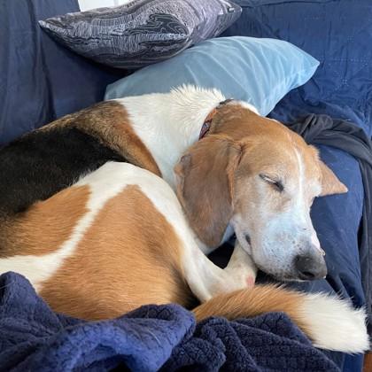 Stallone, Adoptable, Senior Male Hound & Mixed Breed.