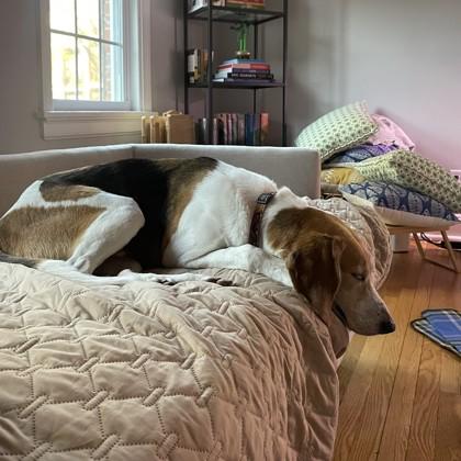 Enlarge Stallone, a Adoptable mixed breed in Richmond, VA image 2/3