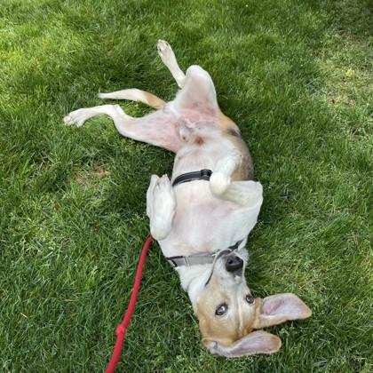 Enlarge Stallone, a Adoptable mixed breed in Richmond, VA image 3/3