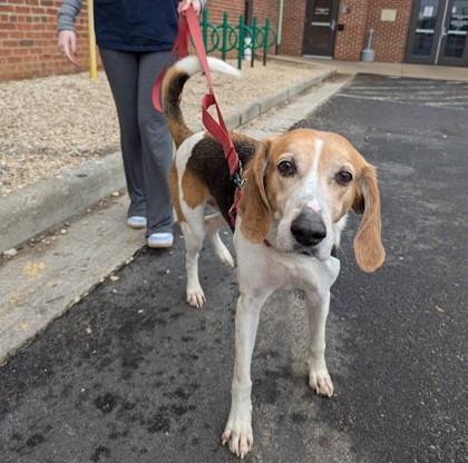 Enlarge Stallone, a Adoptable mixed breed in Richmond, VA image 2/3