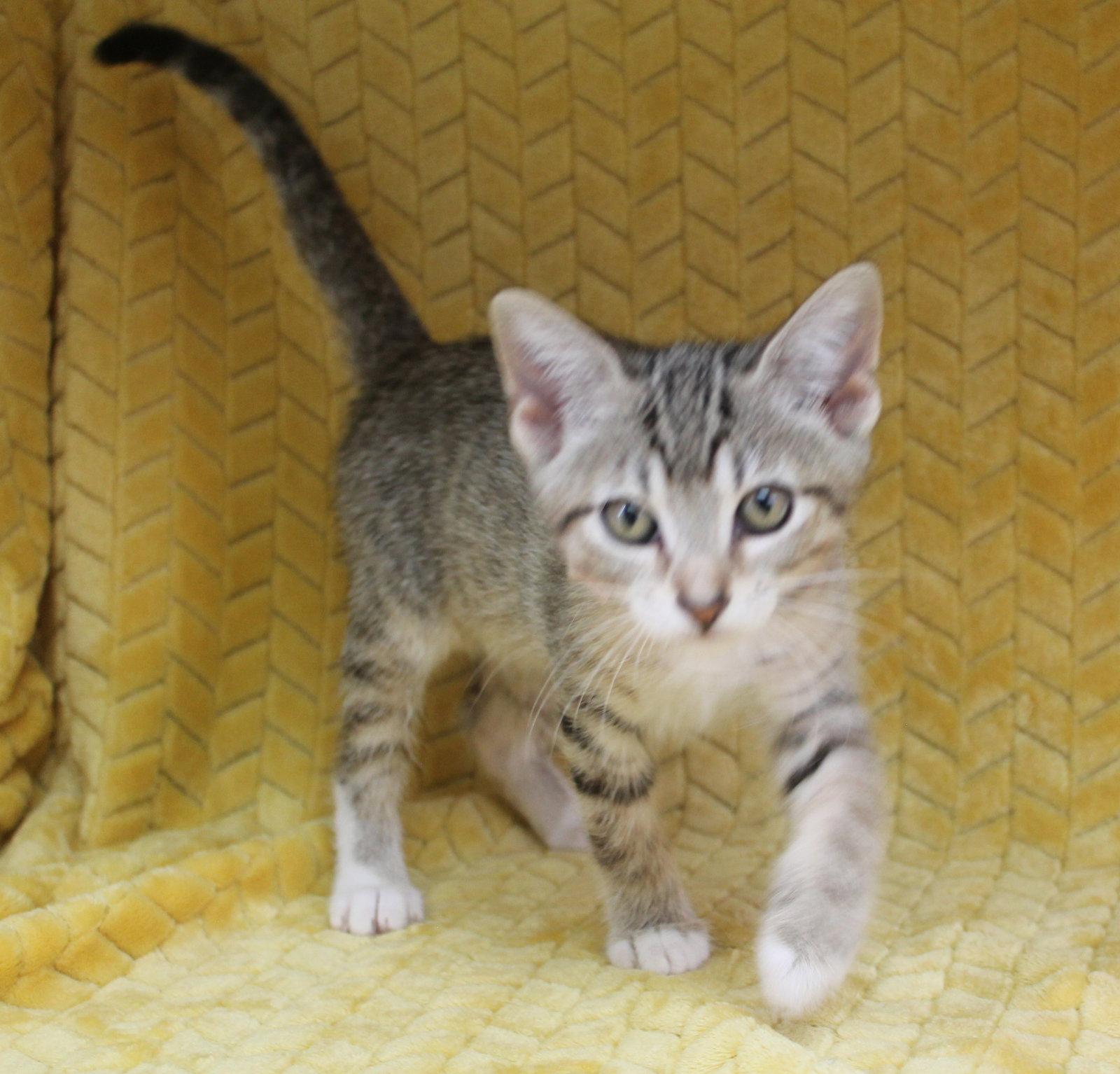 Sheen - 43611, Adopted, Kitten Female Domestic Short Hair & Tabby.