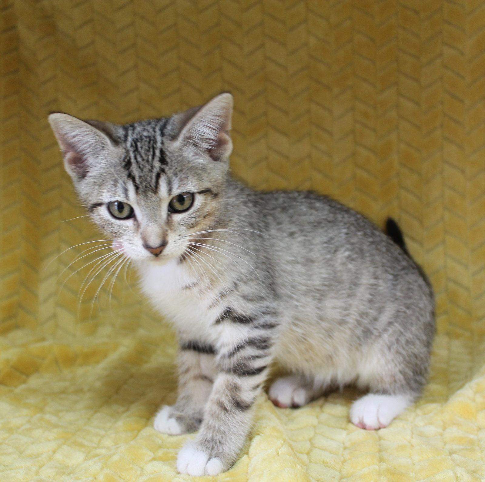 Sheen - 43611, a Adopted mixed breed in Prattville, AL image 2/3