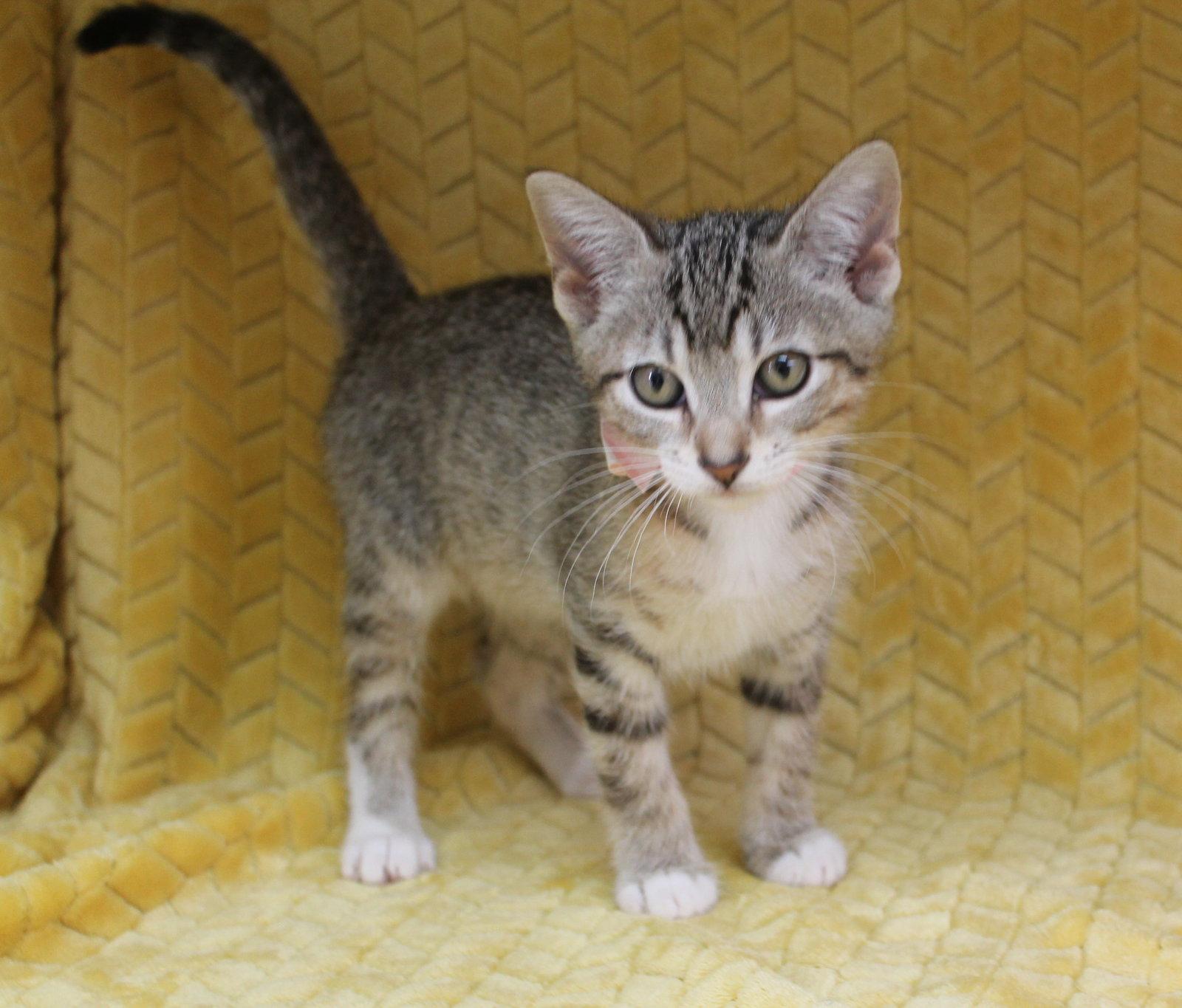 Sheen - 43611, a Adopted mixed breed in Prattville, AL image 3/3