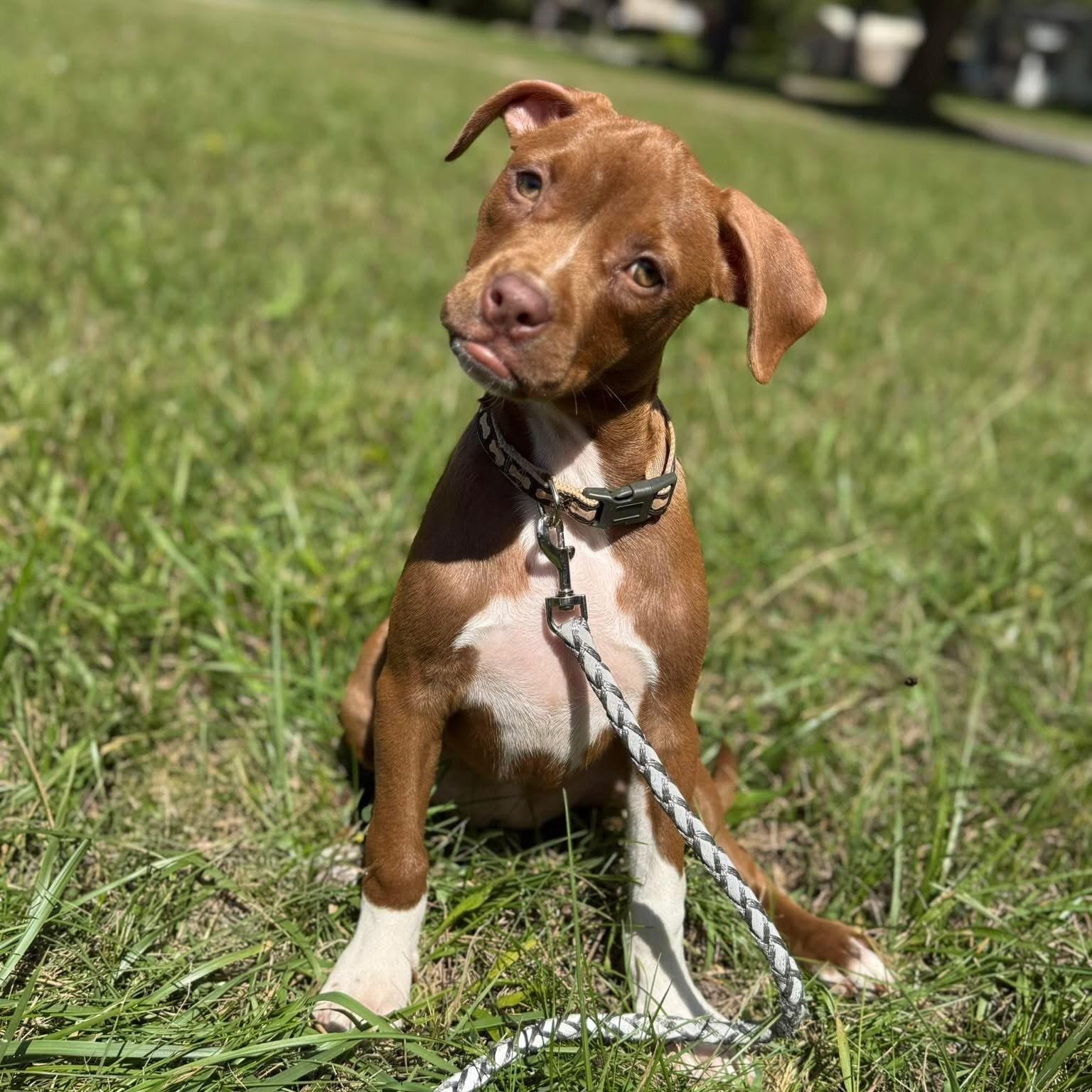 Enlarge Whisper, a Adoptable Mixed Breed in Alma, MI image 1/1