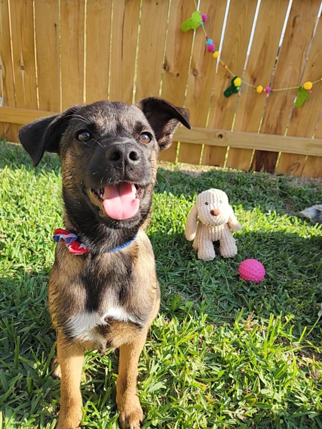 Beans, Young Male Mixed Breed