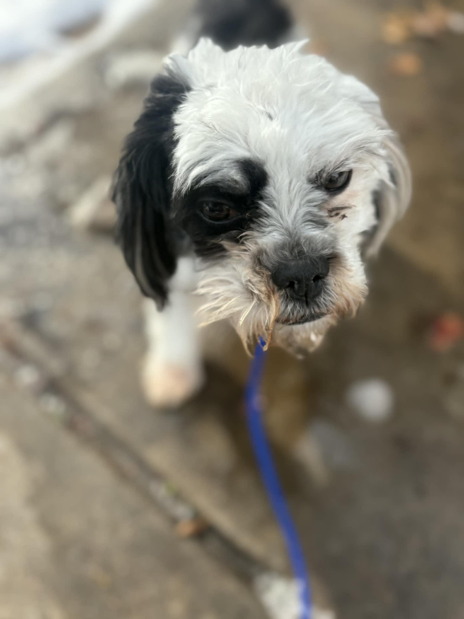 Milo so il, Adoptable, Young Male Shih Tzu & French Bulldog.