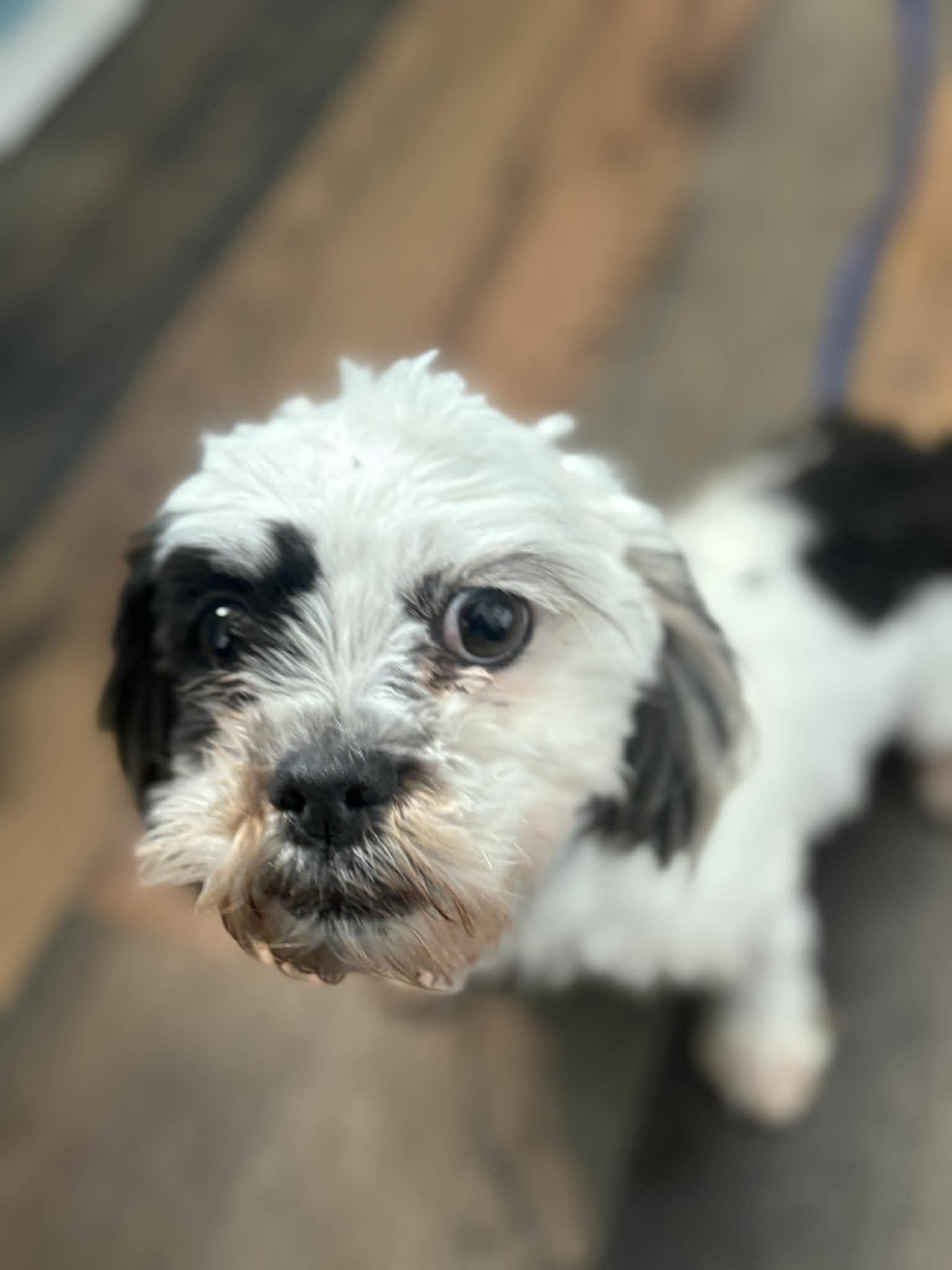 Enlarge Milo so il, a Adoptable mixed breed in MURPHYSBORO , IL image 2/5