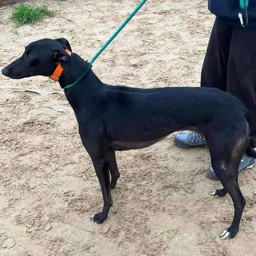 Savana Raquel (Raquel), ADOPTABLE, Adult Female Greyhound.