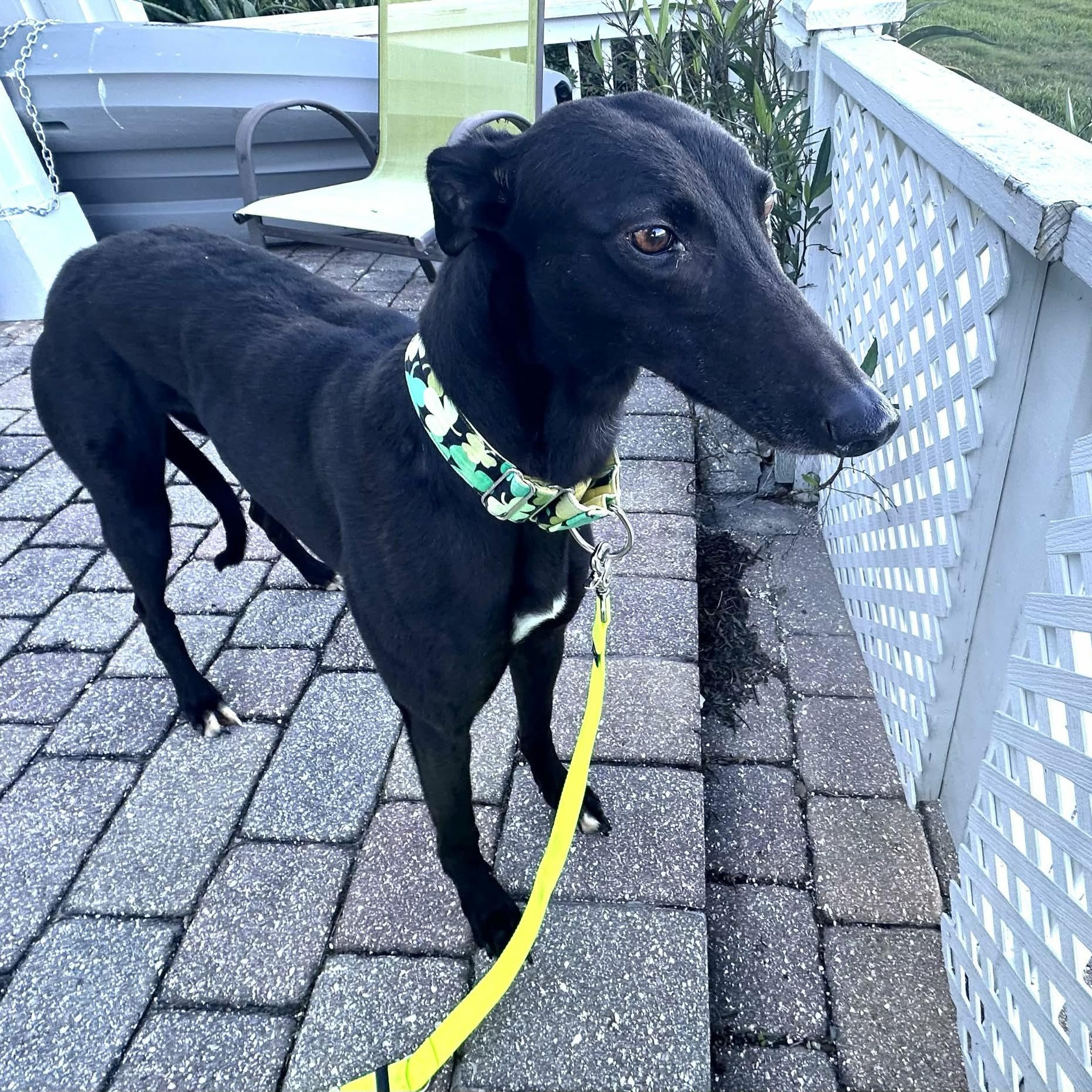 Savana Raquel (Raquel), a ADOPTABLE Greyhound in North Port, FL image 1/4