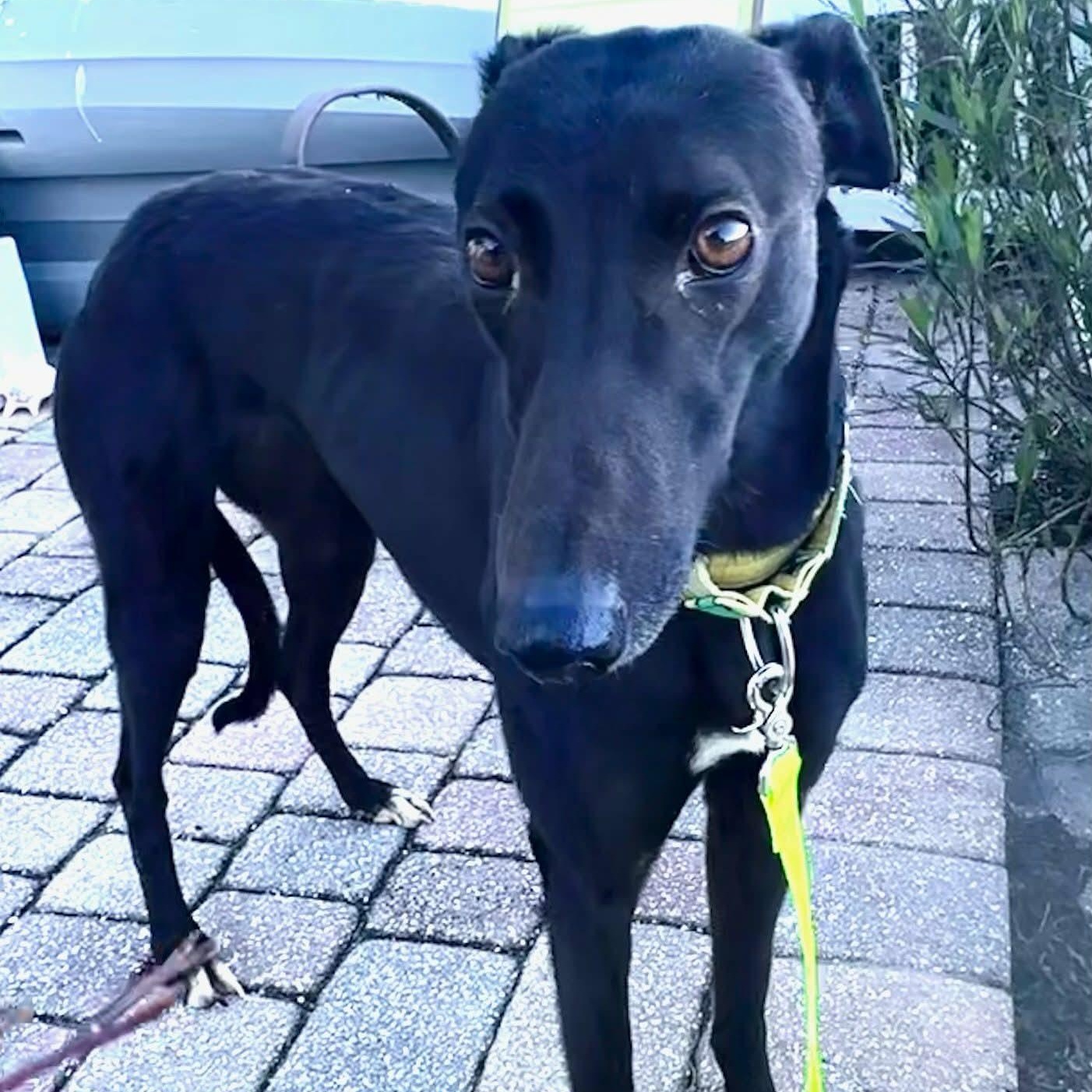 Savana Raquel (Raquel), a ADOPTABLE Greyhound in North Port, FL image 2/4