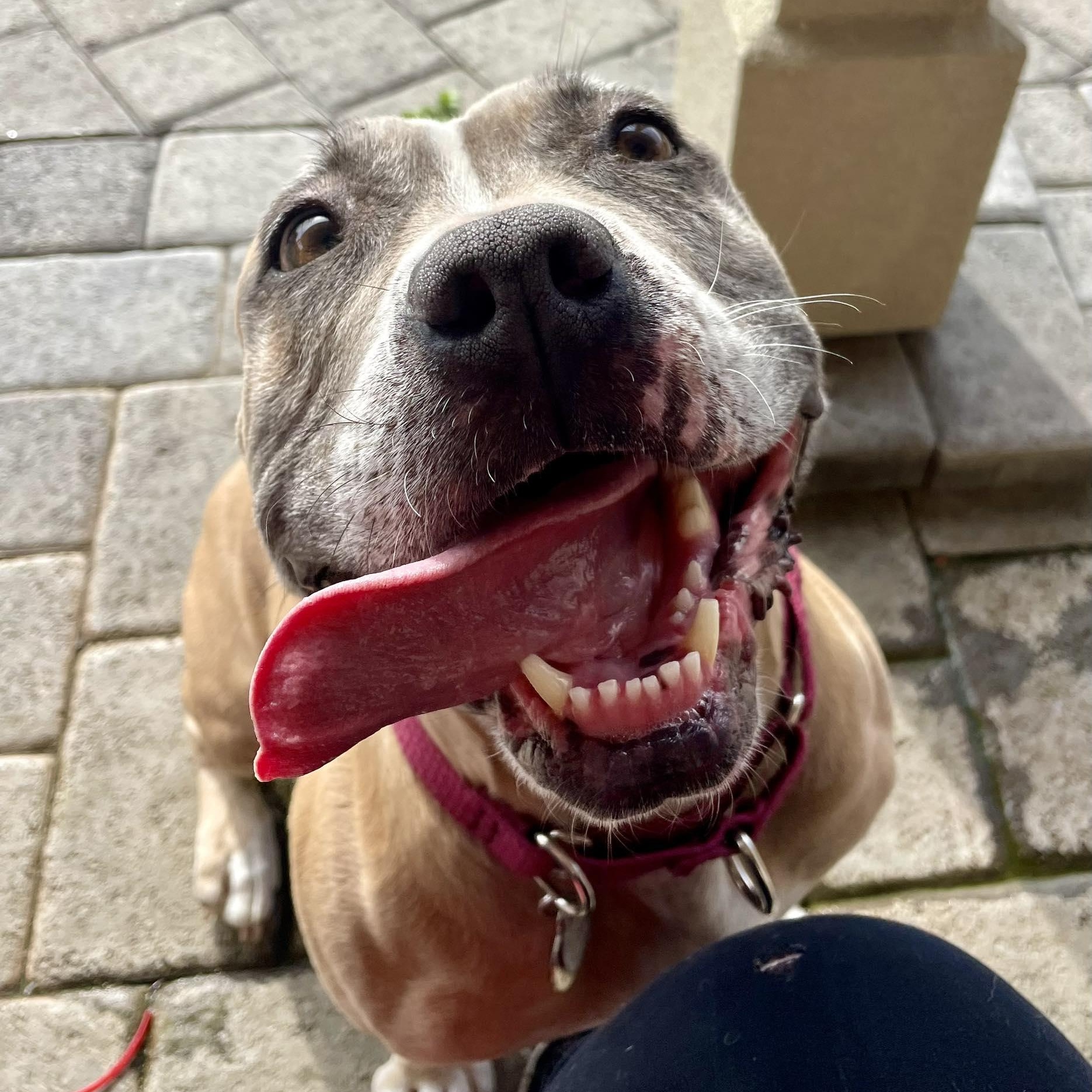 Junie, a Adoptable mixed breed in Ellensburg, WA image 2/6