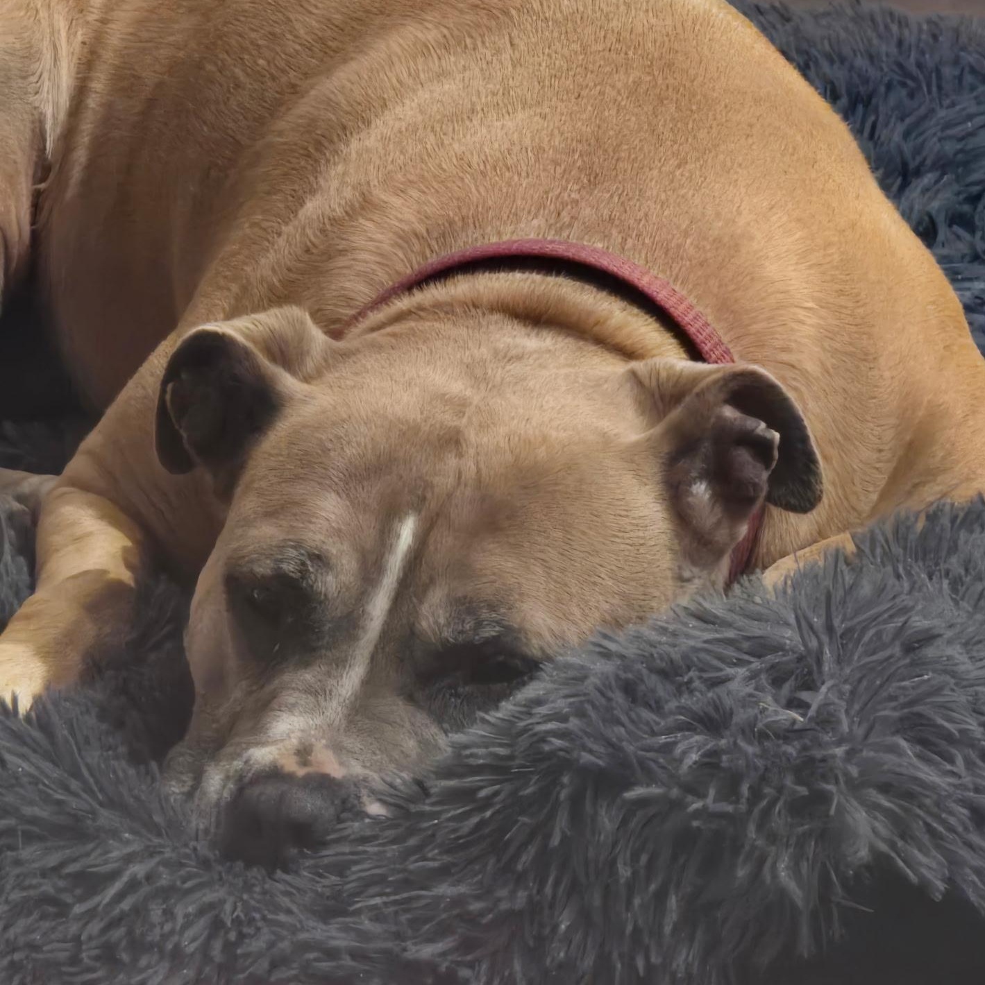 Junie, a Adoptable mixed breed in Ellensburg, WA image 4/6