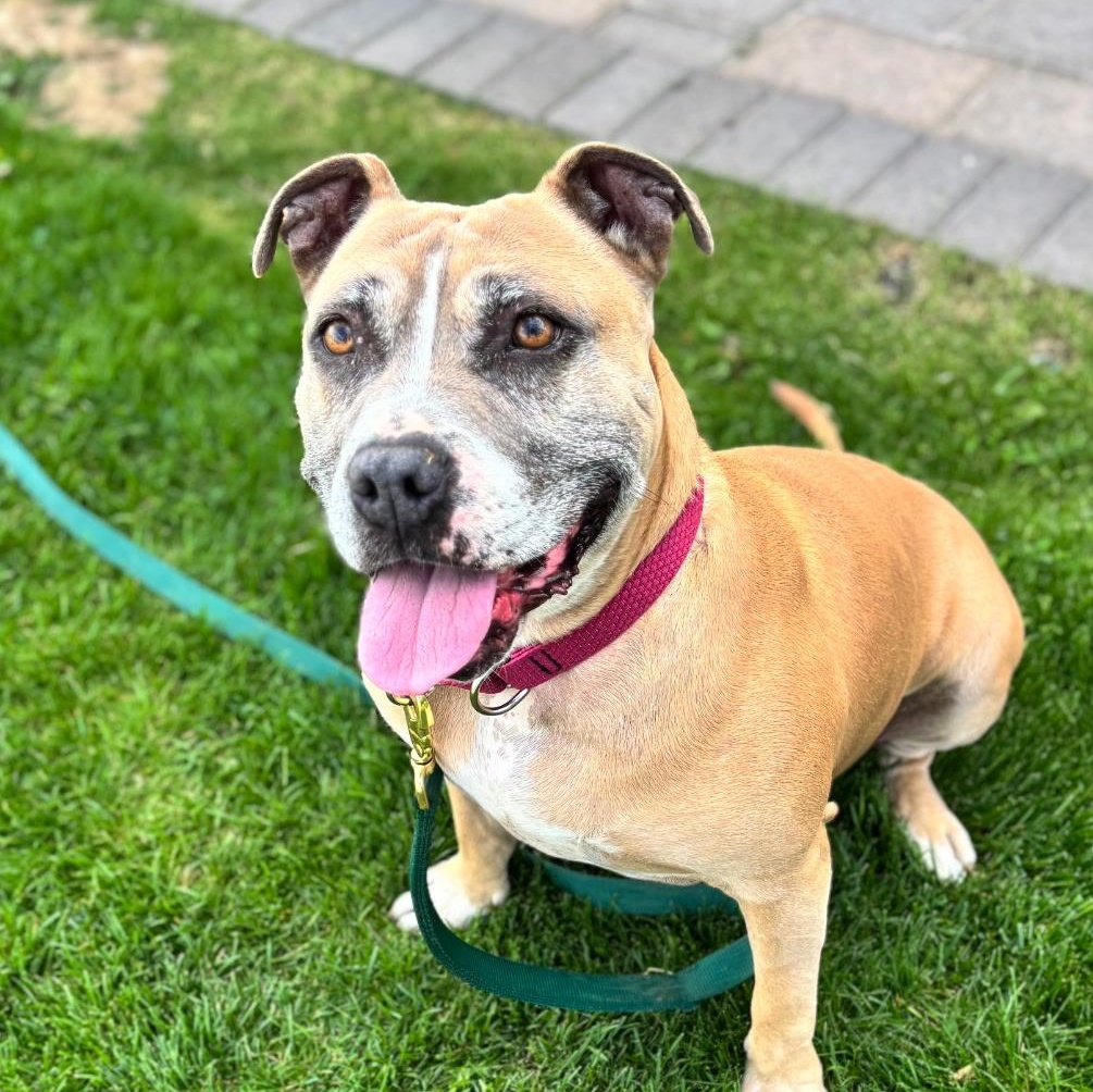 Junie, a Adoptable mixed breed in Ellensburg, WA image 1/6