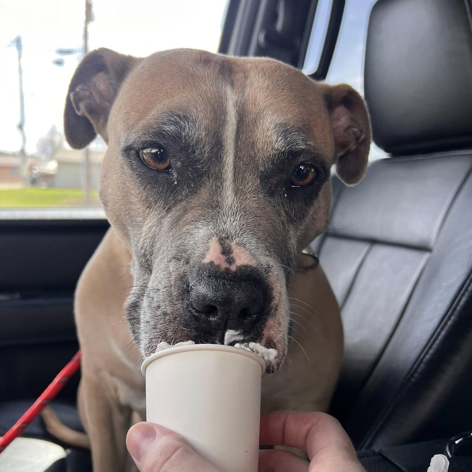 Enlarge Junie, a Adoptable mixed breed in Ellensburg, WA image 1/6