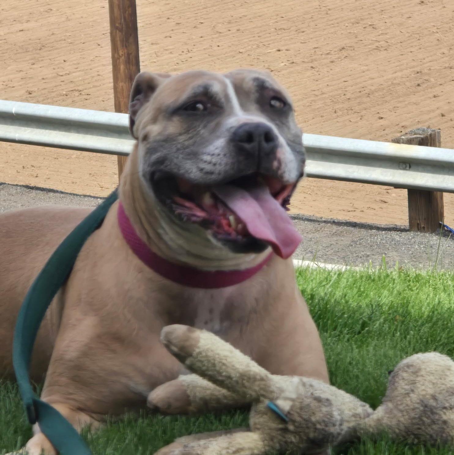 Junie, Adoptable, Senior Female Pit Bull Terrier.