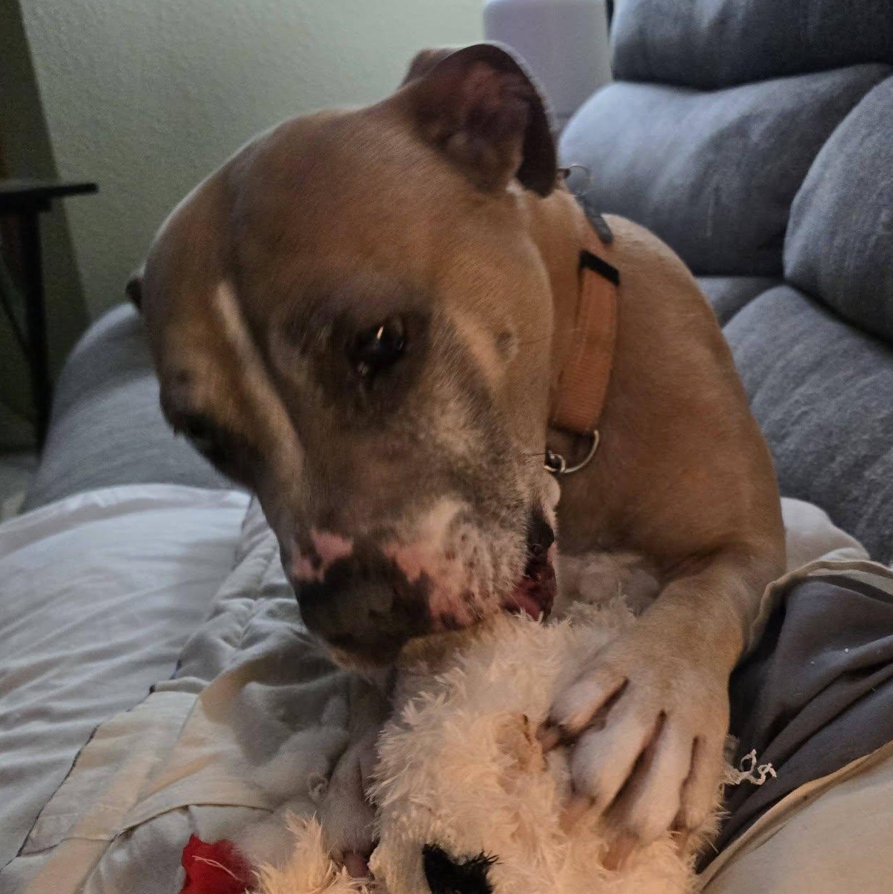 Enlarge Junie, a Adoptable mixed breed in Ellensburg, WA image 6/6