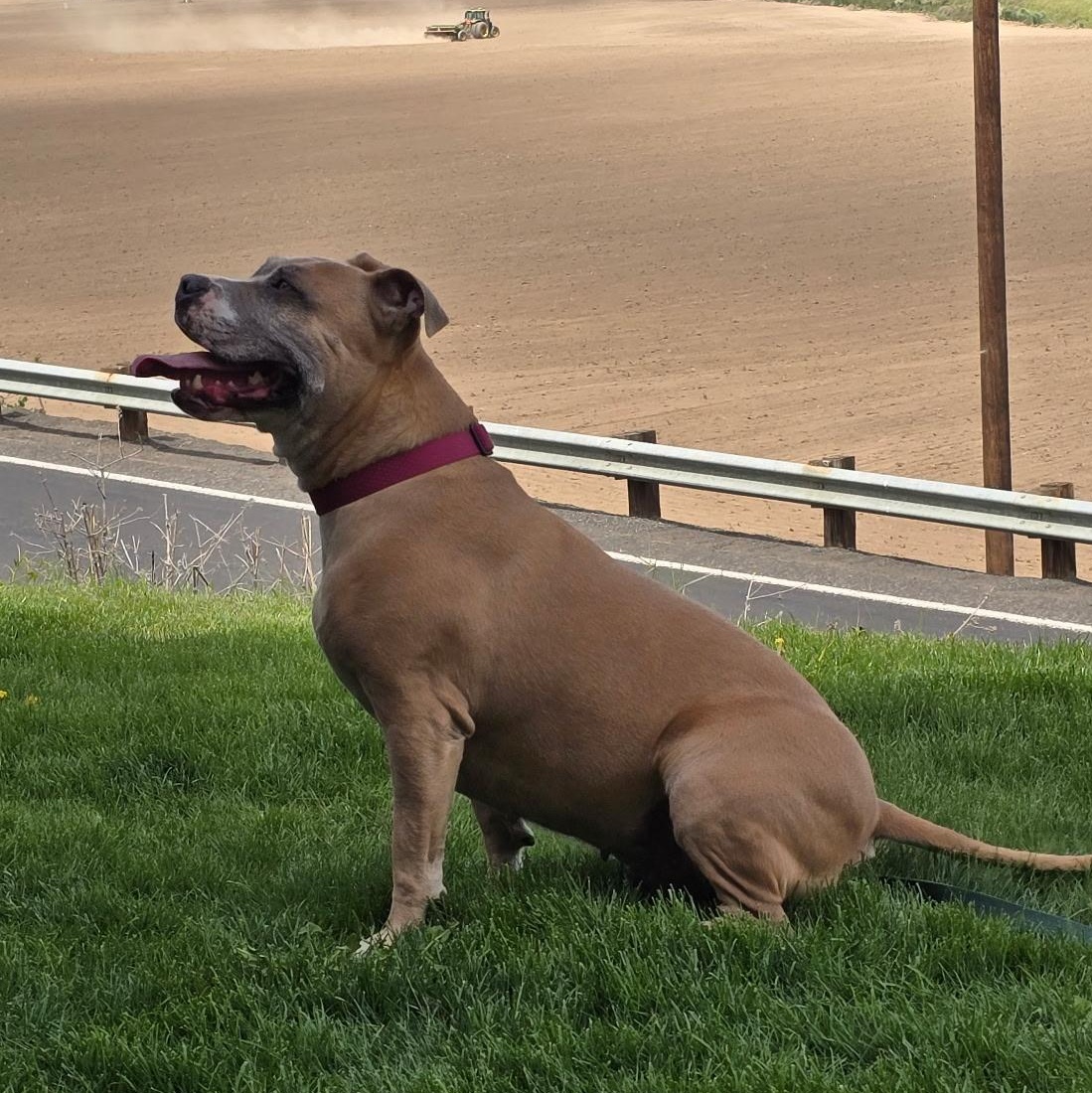 Junie, a Adoptable mixed breed in Ellensburg, WA image 6/6