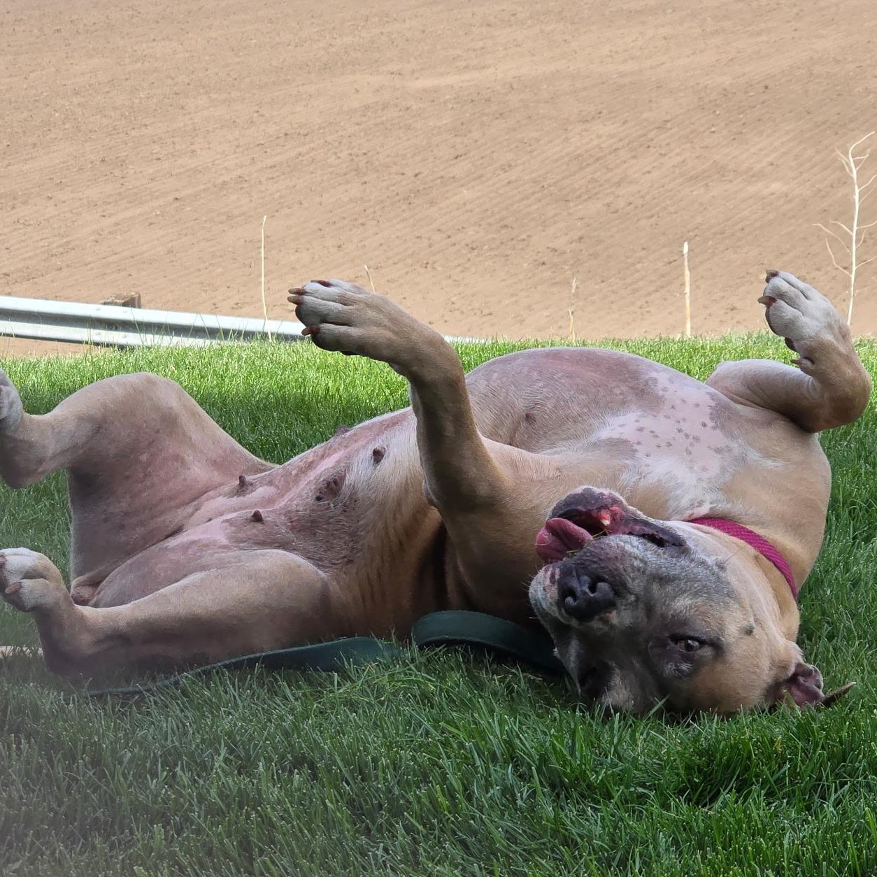 Junie, a Adoptable mixed breed in Ellensburg, WA image 5/6