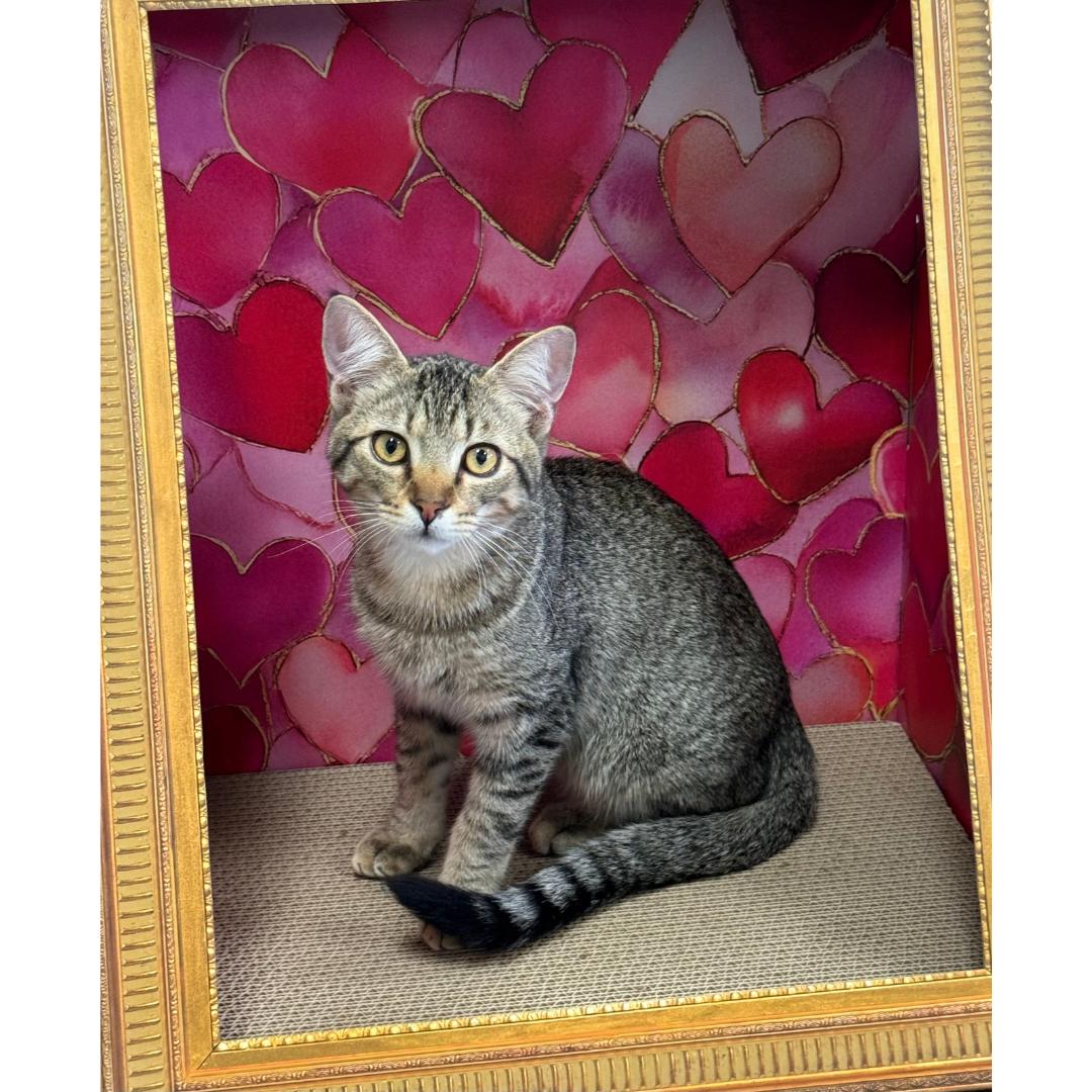 Enlarge Charlie, a ADOPTABLE mixed breed in Morgan Hill, CA image 1/6