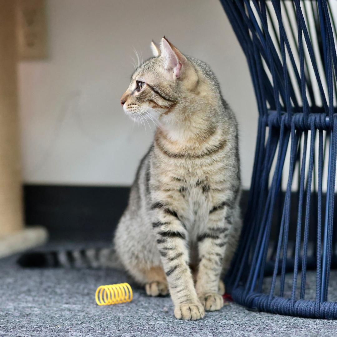 Enlarge Charlie, a ADOPTABLE mixed breed in Morgan Hill, CA image 6/6
