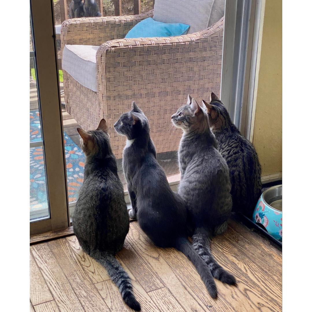 Enlarge Charlie, a ADOPTABLE mixed breed in Morgan Hill, CA image 2/6