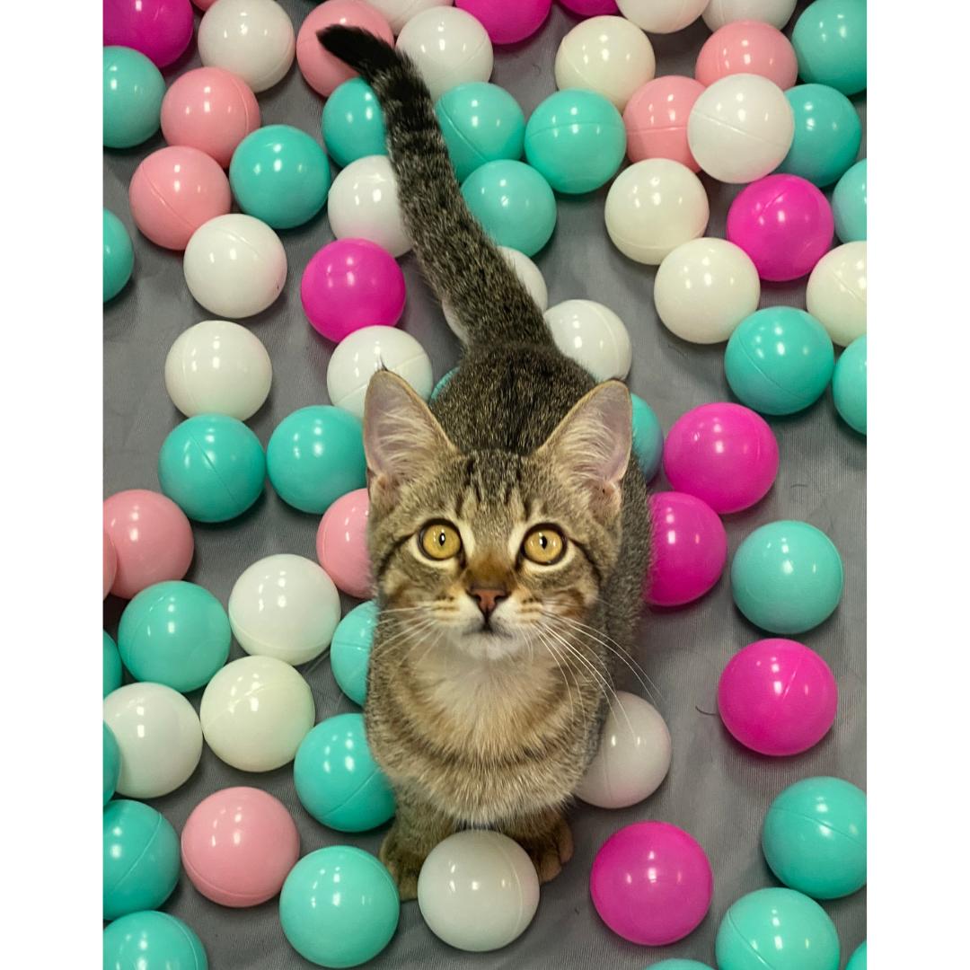 Enlarge Charlie, a ADOPTABLE mixed breed in Morgan Hill, CA image 3/6