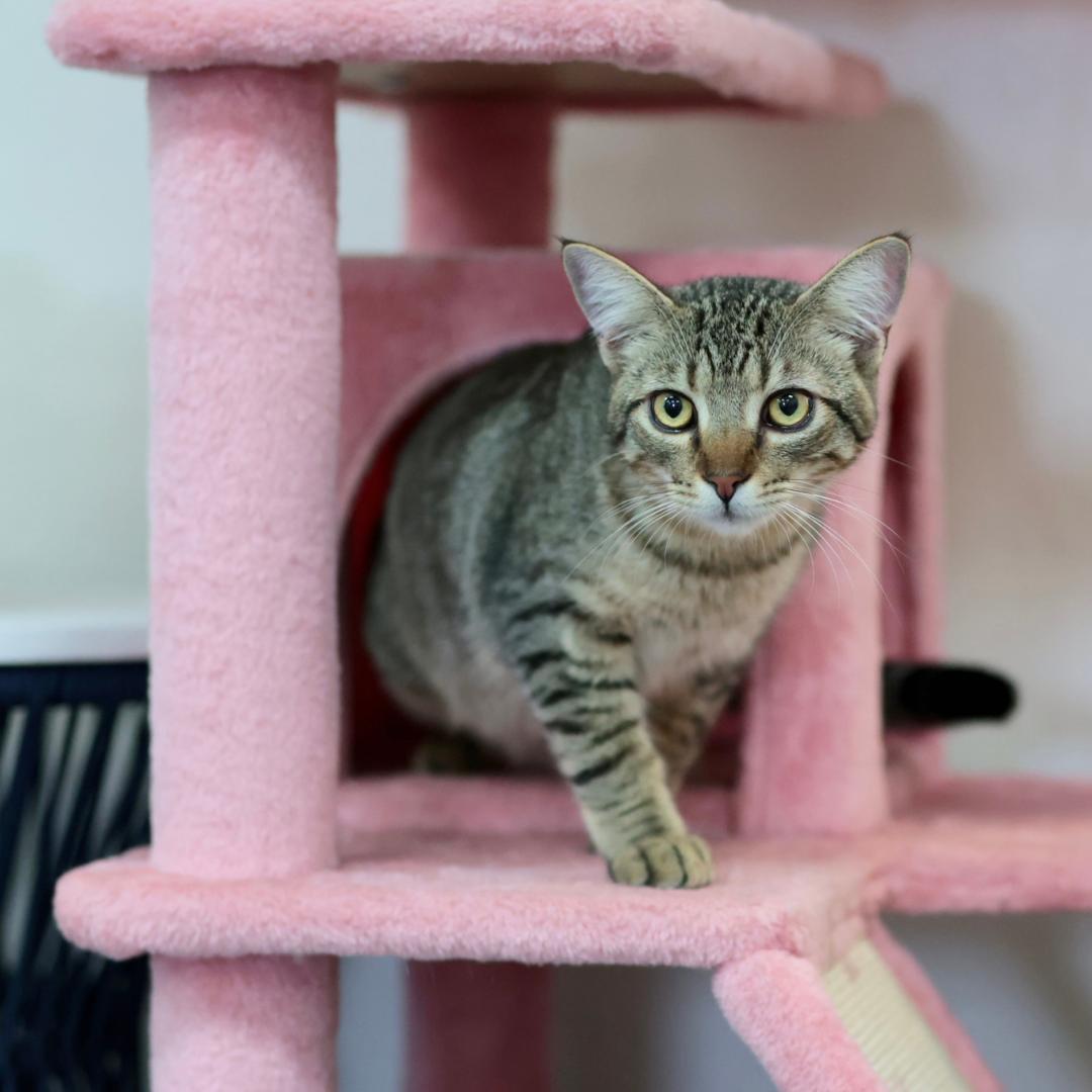 Enlarge Charlie, a ADOPTABLE mixed breed in Morgan Hill, CA image 5/6