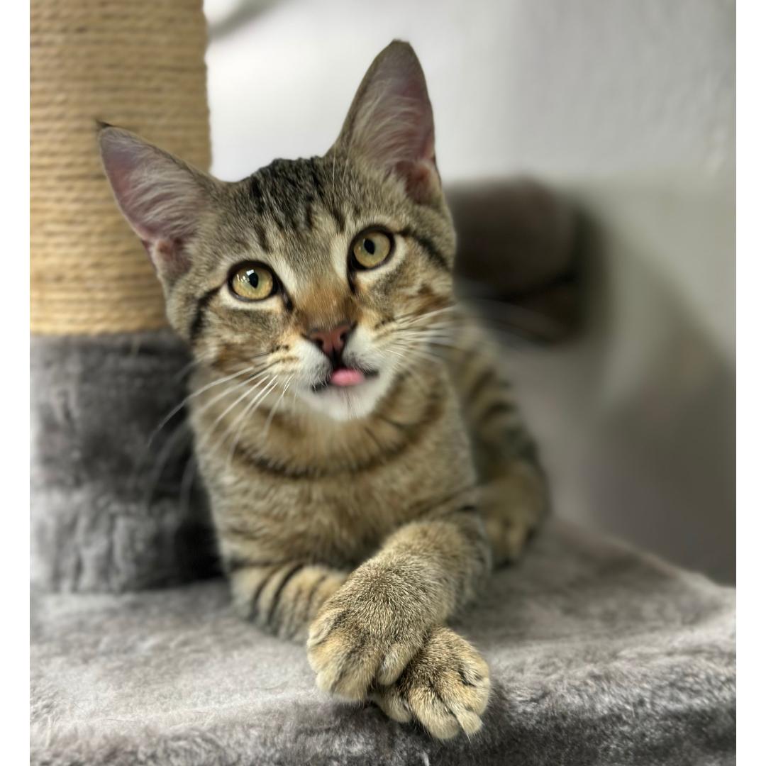 Enlarge Charlie, a ADOPTABLE mixed breed in Morgan Hill, CA image 4/6