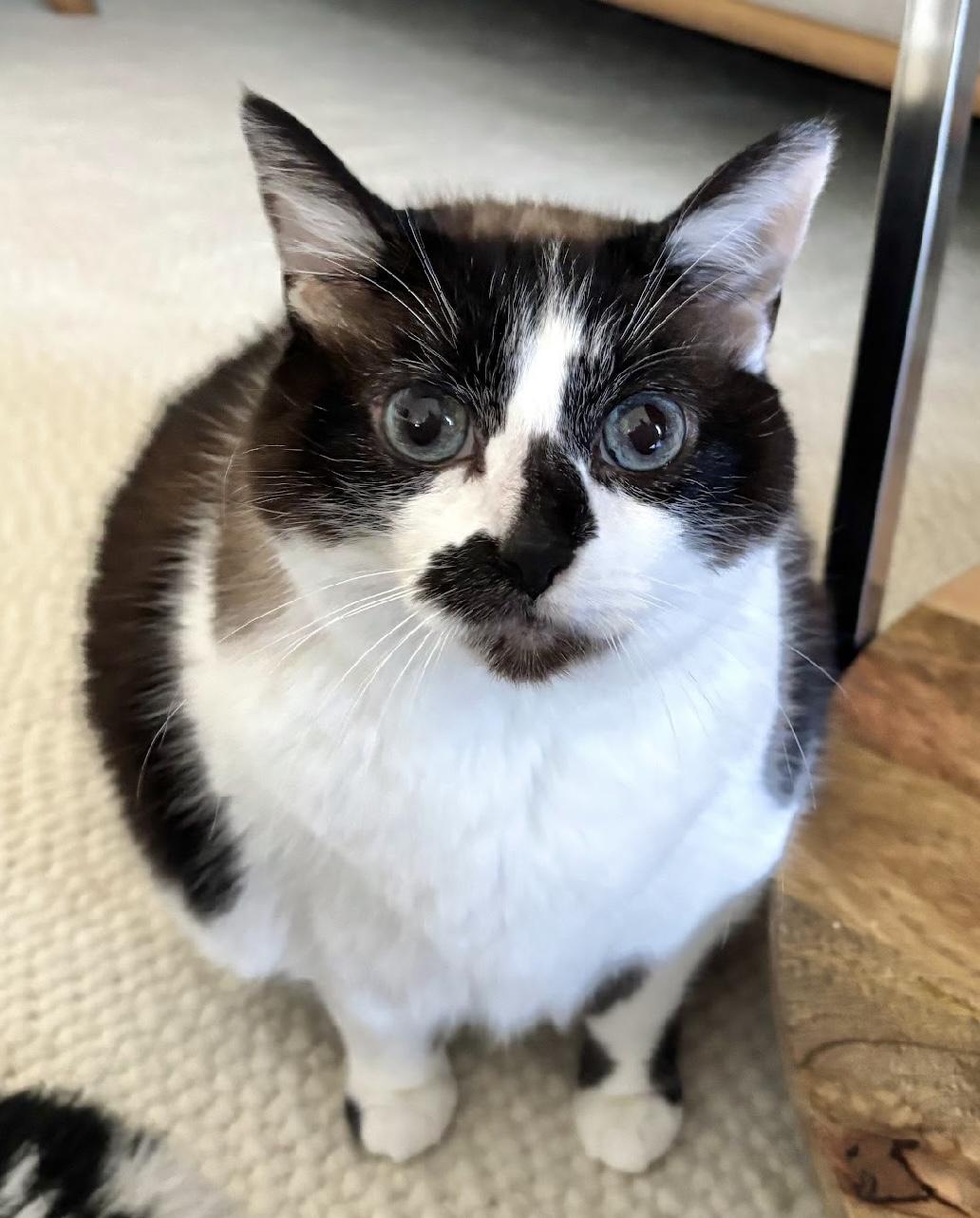 Clara, Senior Female Domestic Short Hair