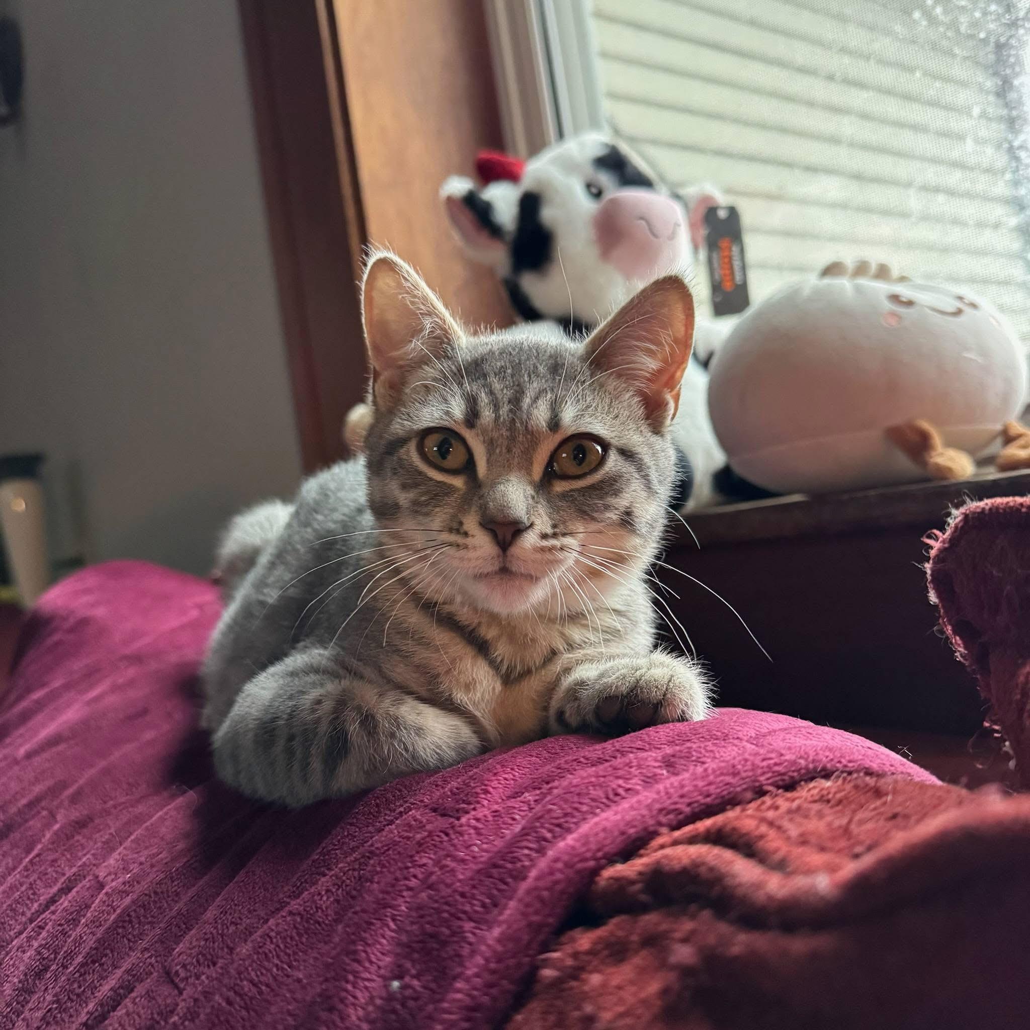 Brandy , adopted, Young Female Domestic Short Hair.