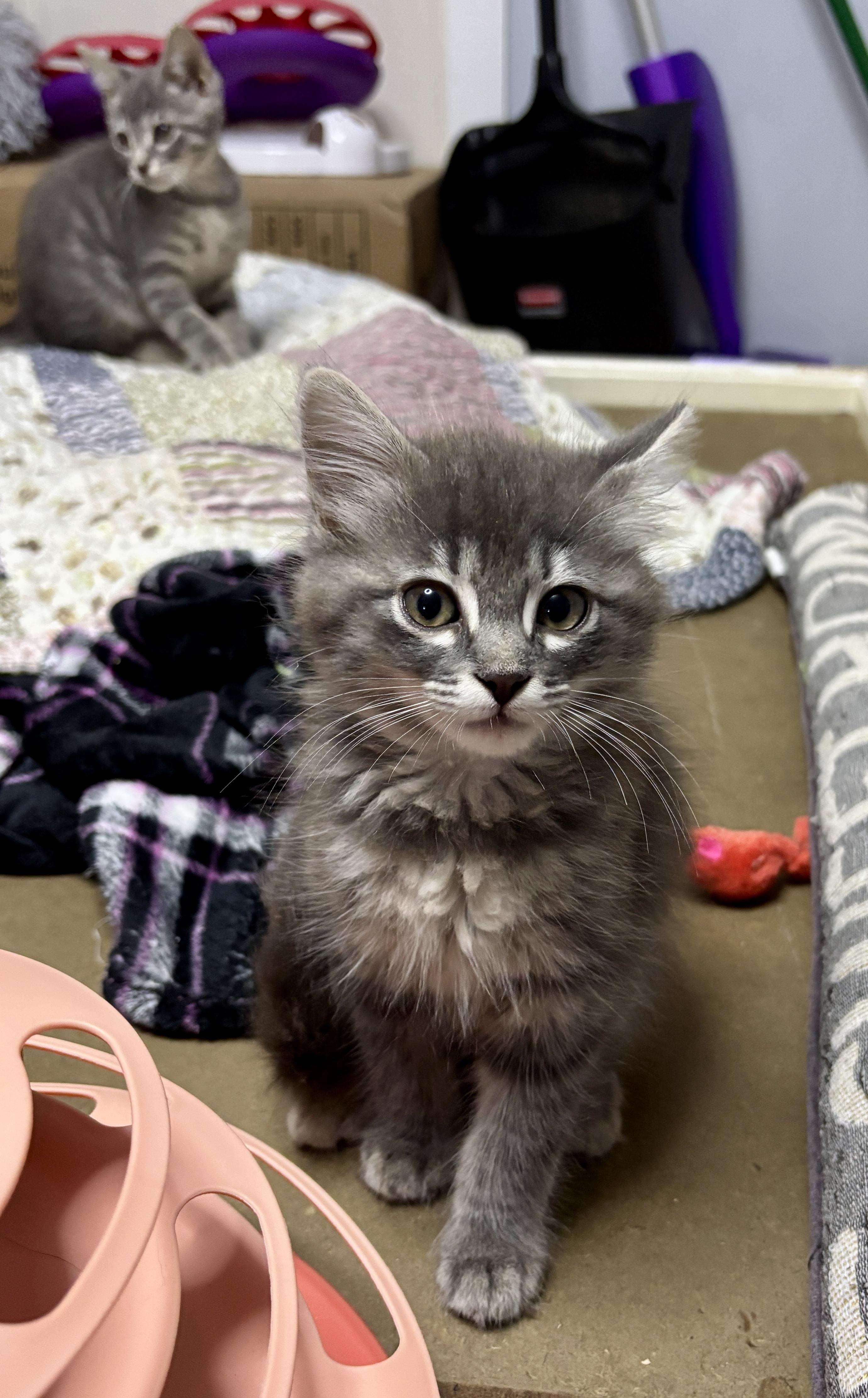 Cairo, a ADOPTABLE mixed breed in Vineyard Haven, MA image 3/6