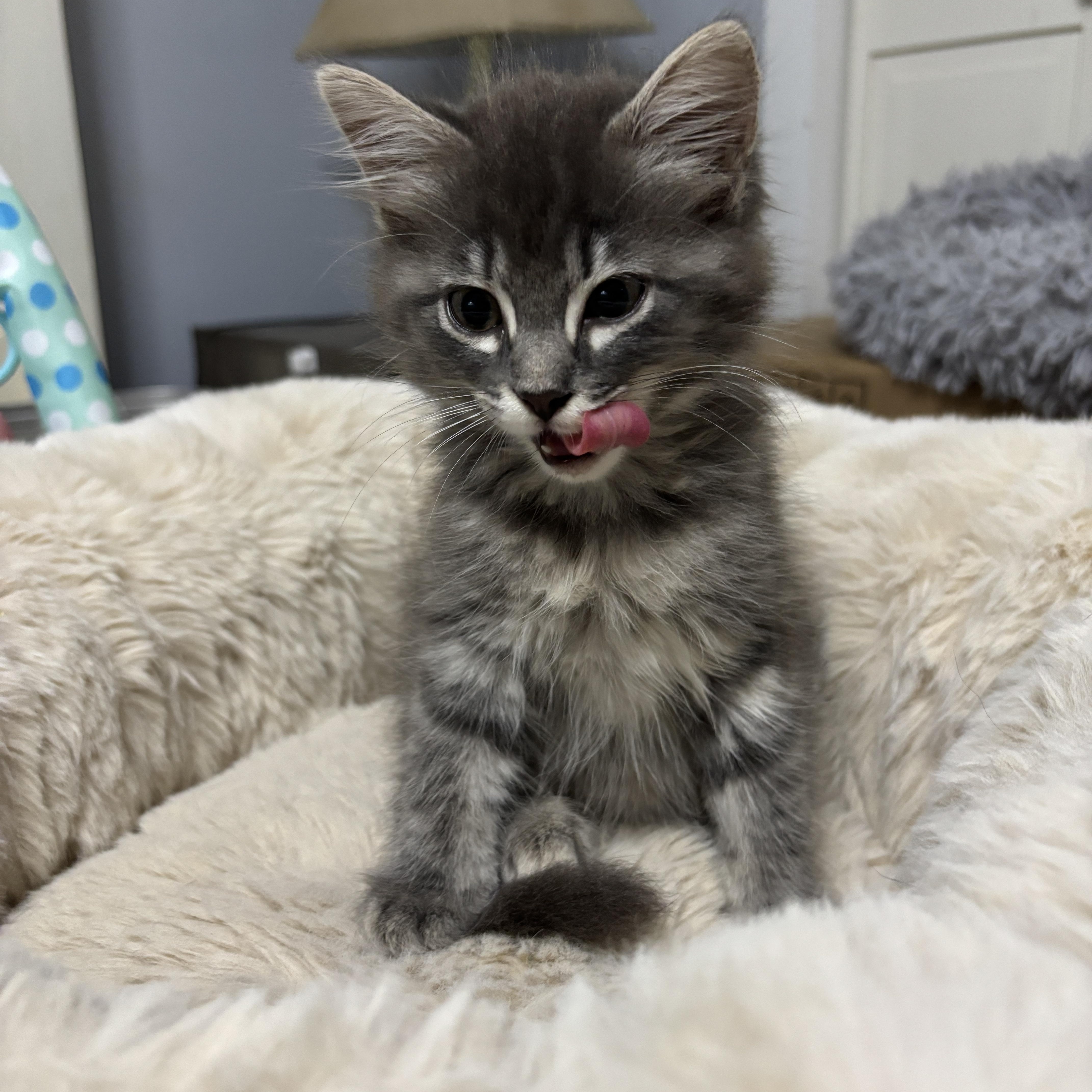 Cairo, a ADOPTABLE mixed breed in Vineyard Haven, MA image 6/6