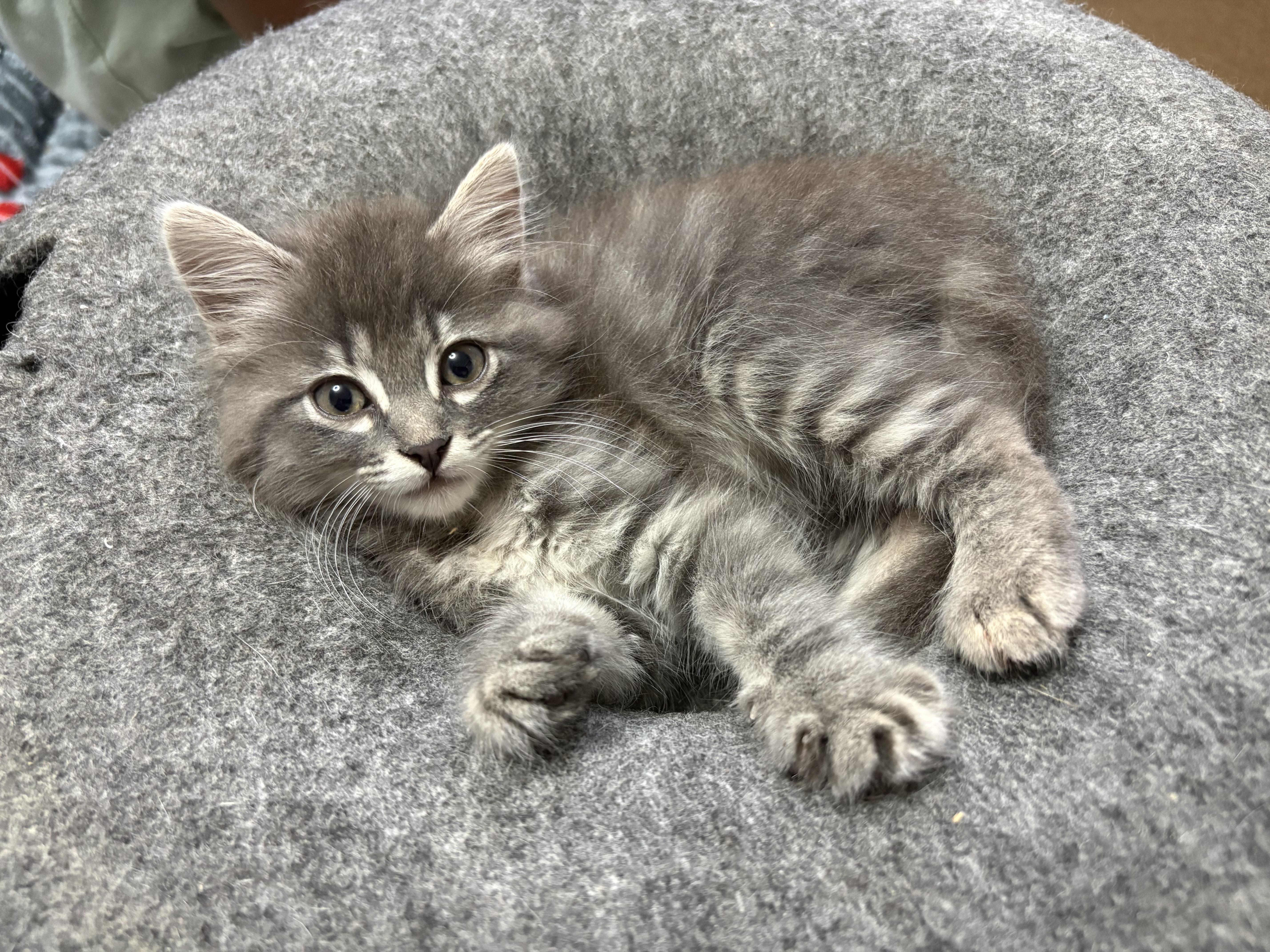 Cairo, ADOPTABLE, Kitten Female Domestic Medium Hair.