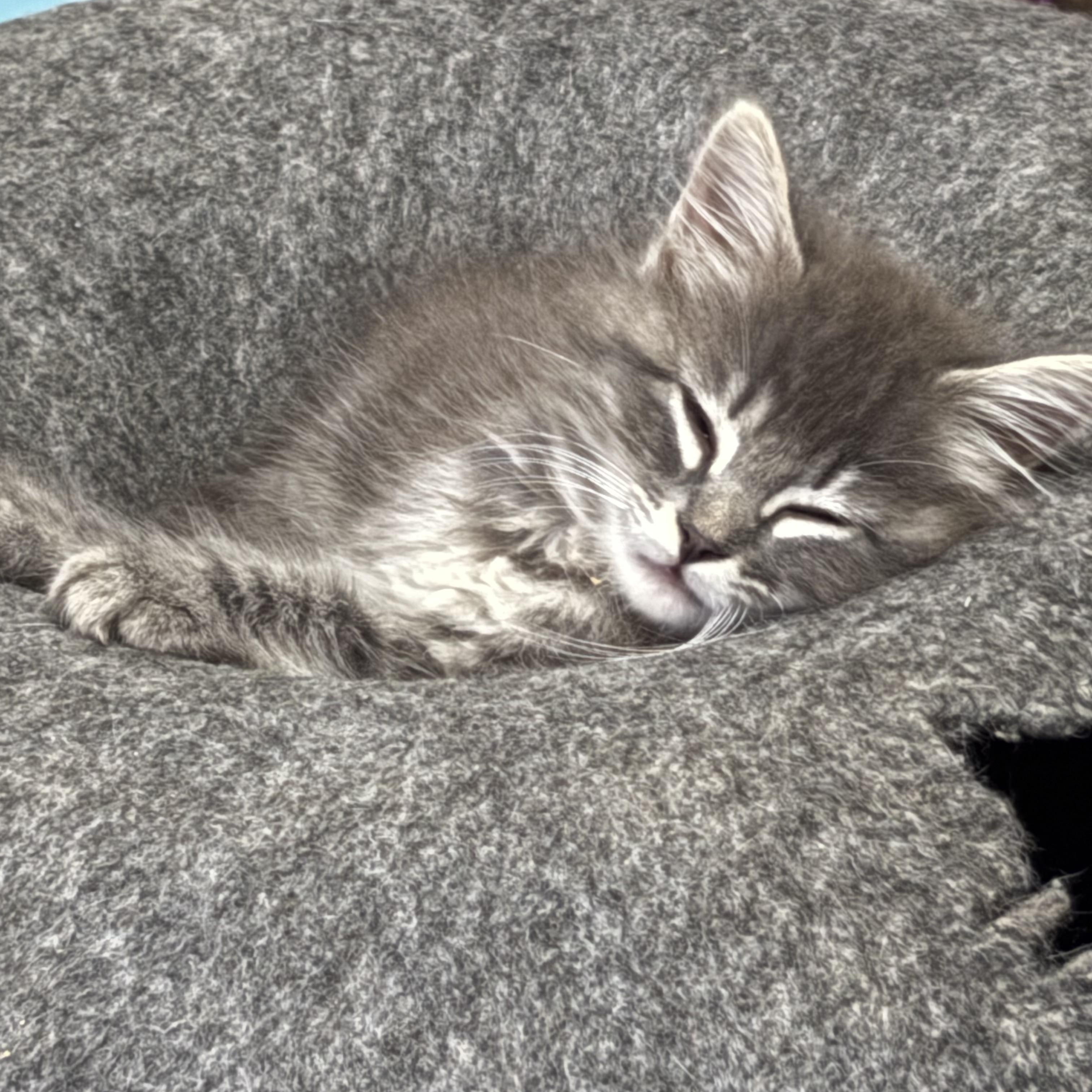 Cairo, a ADOPTABLE mixed breed in Vineyard Haven, MA image 2/6