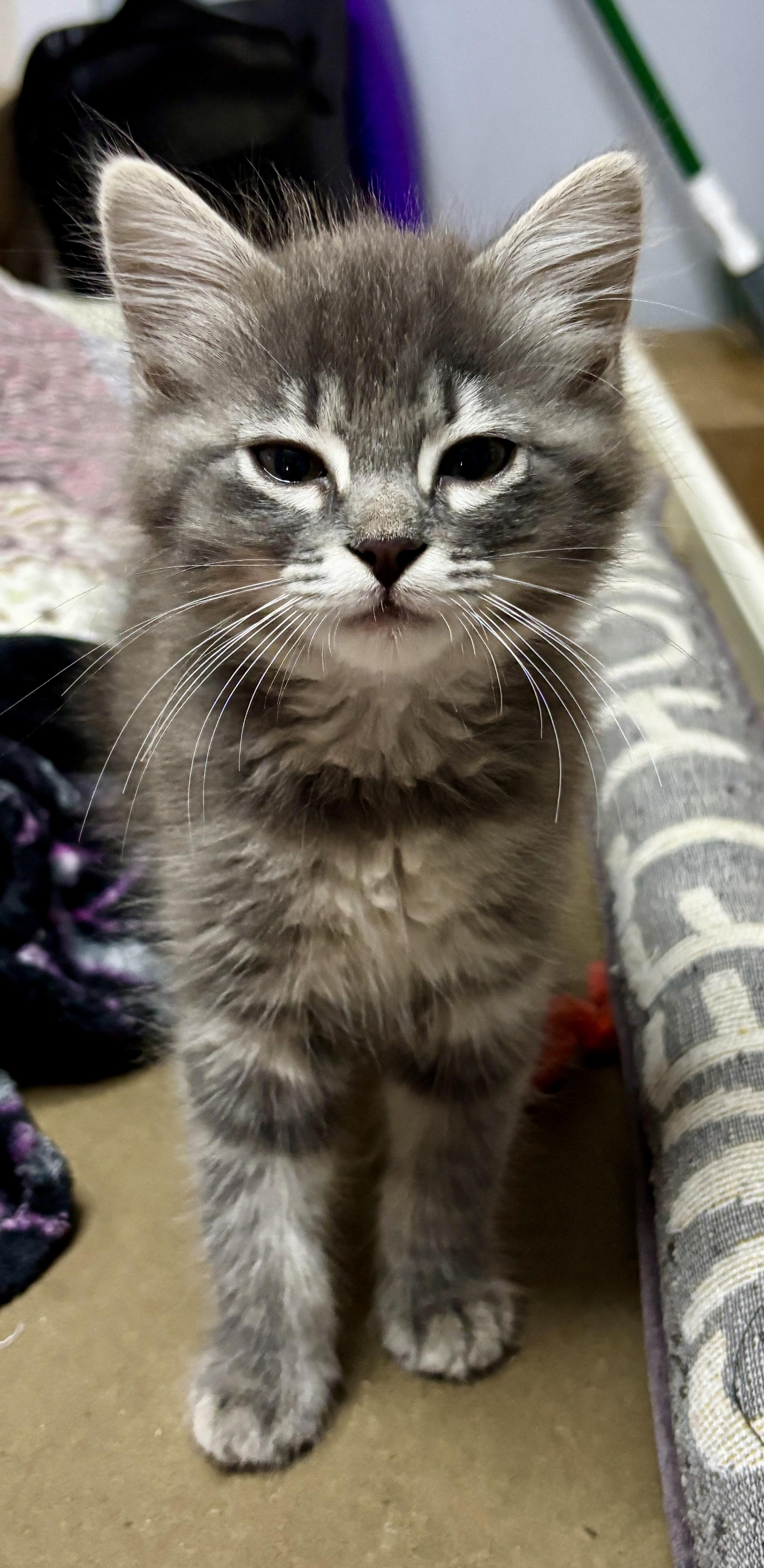 Cairo, a ADOPTABLE mixed breed in Vineyard Haven, MA image 5/6
