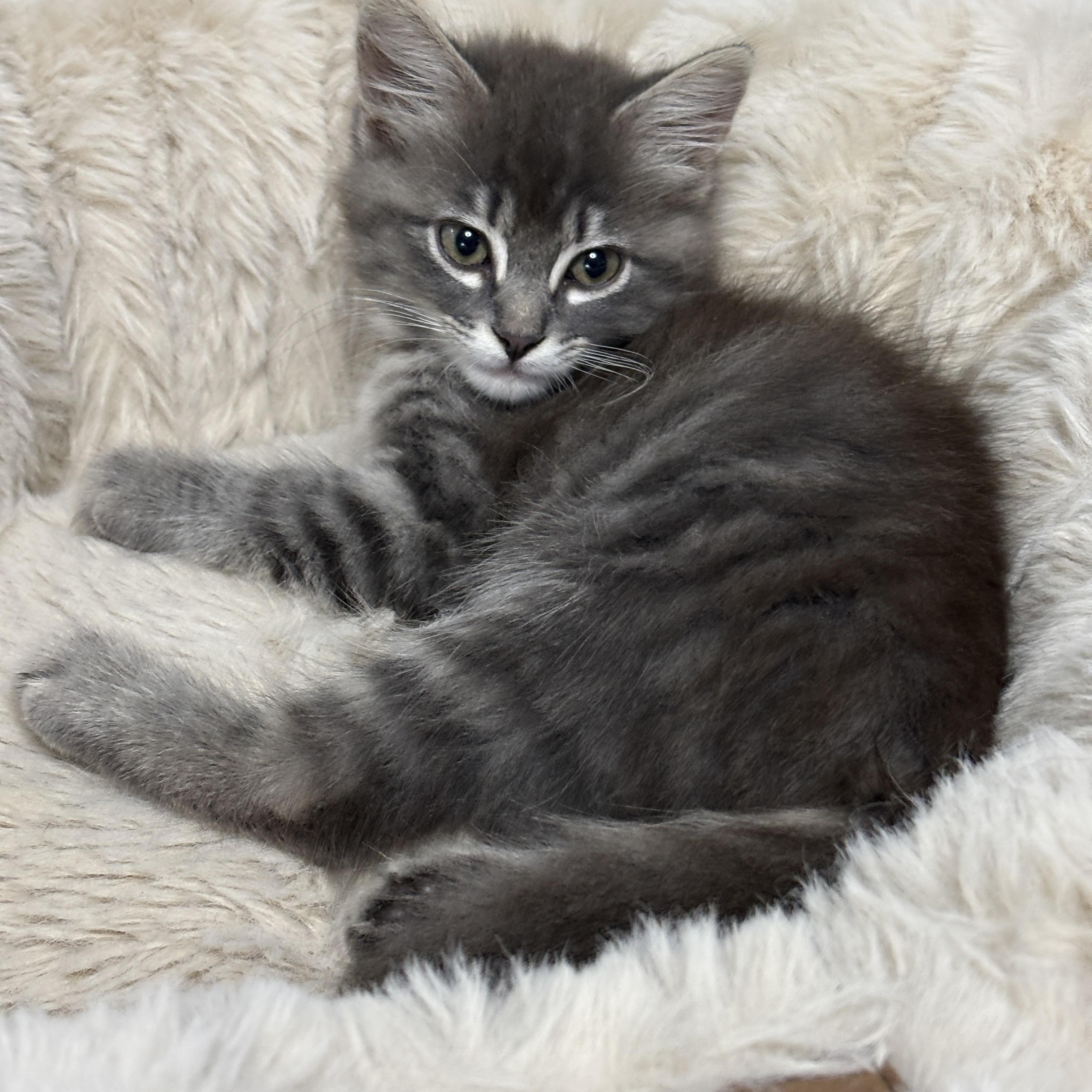 Cairo, a ADOPTABLE mixed breed in Vineyard Haven, MA image 4/6