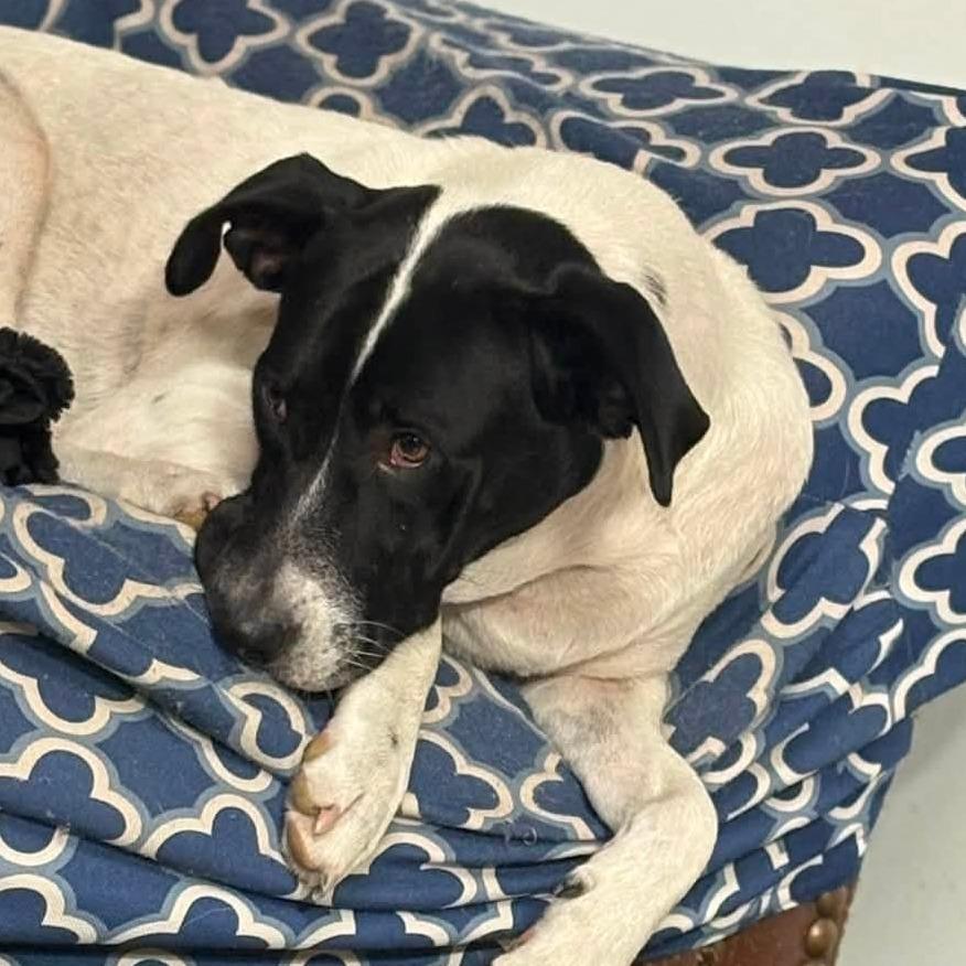 Millie, Adoptable, Adult Female Pointer & Mixed Breed.