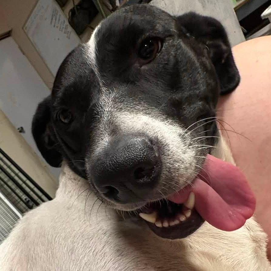Enlarge Millie, a Adoptable mixed breed in Olathe, KS image 2/6