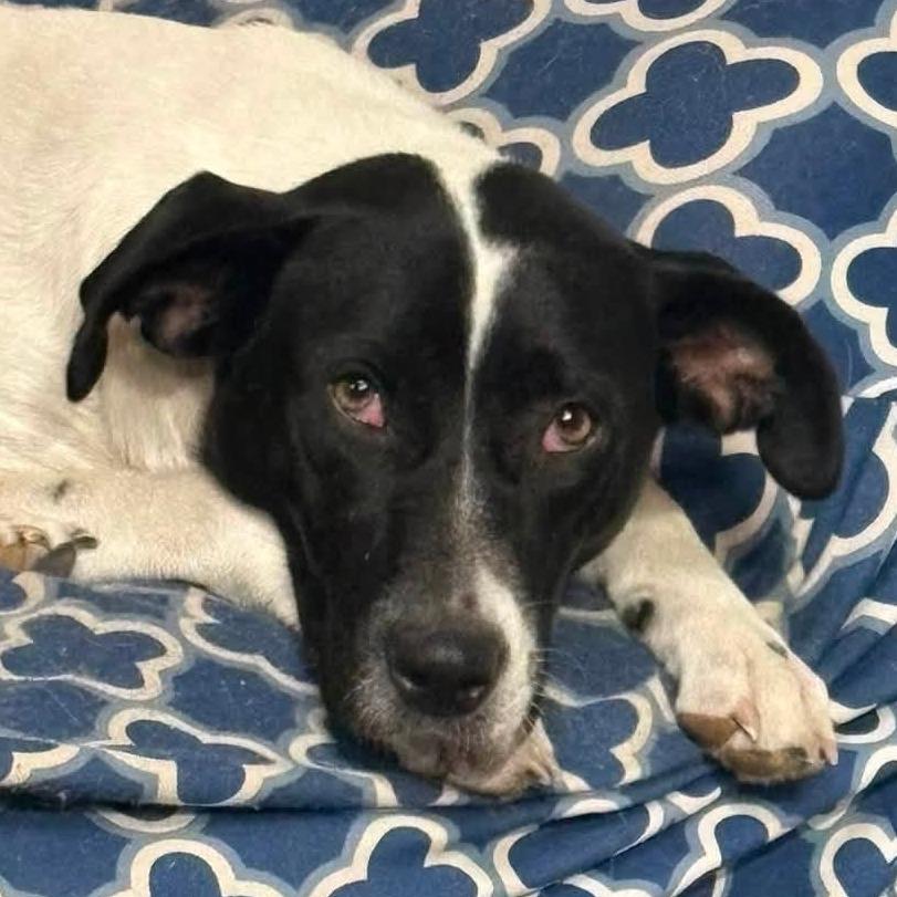 Enlarge Millie, a Adoptable mixed breed in Olathe, KS image 3/6