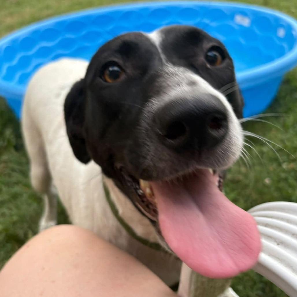 Enlarge Millie, a Adoptable mixed breed in Olathe, KS image 4/6