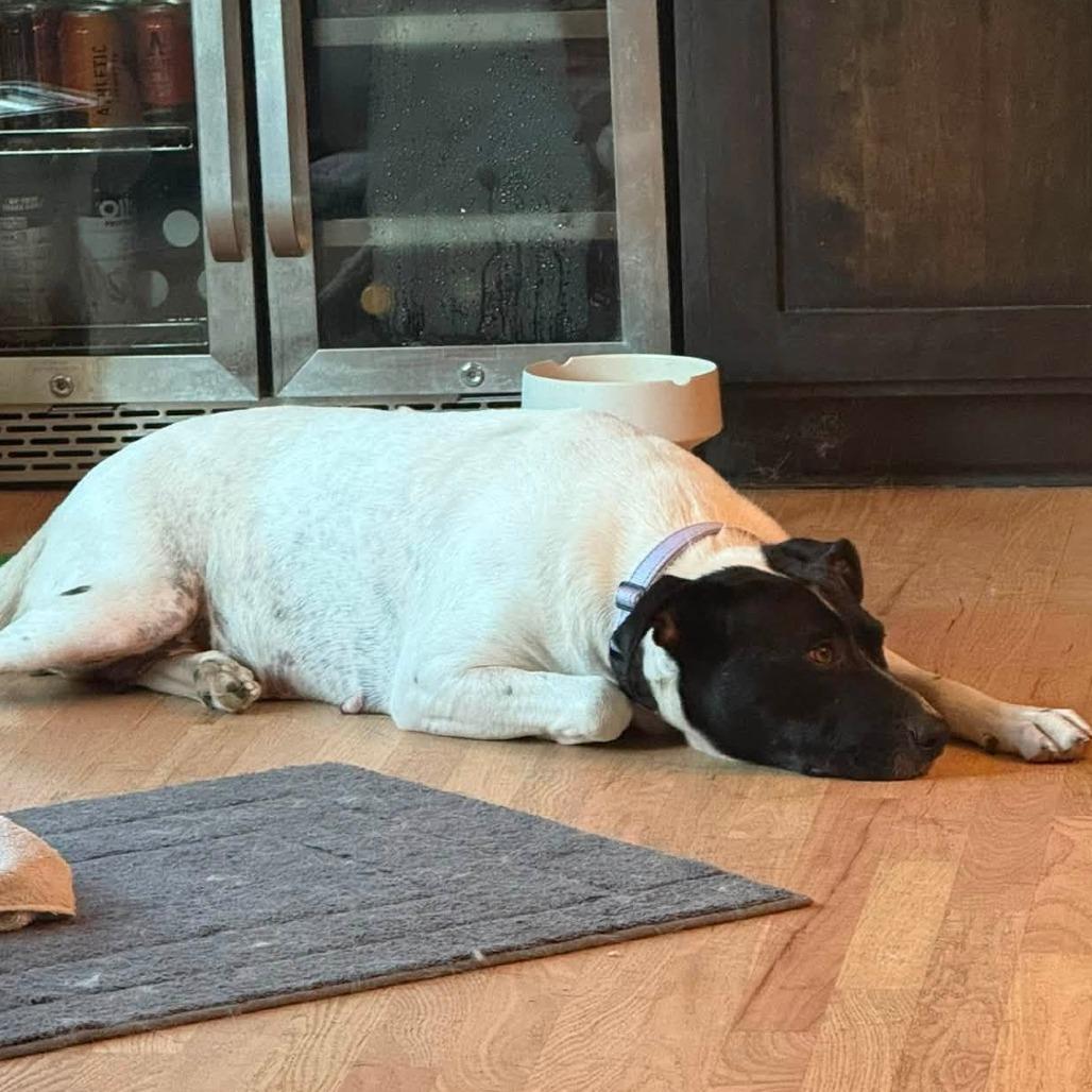 Enlarge Millie, a Adoptable mixed breed in Olathe, KS image 5/6