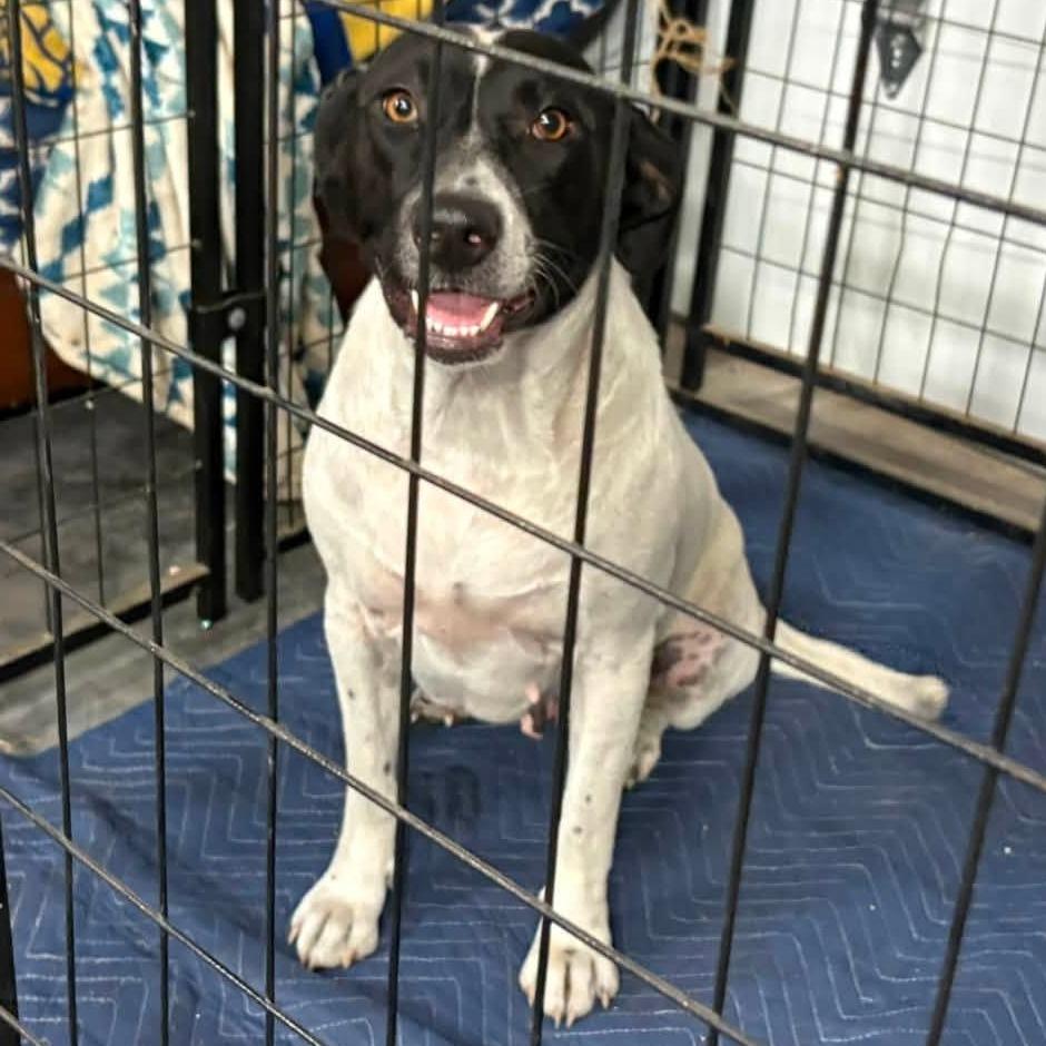 Enlarge Millie, a Adoptable mixed breed in Olathe, KS image 6/6