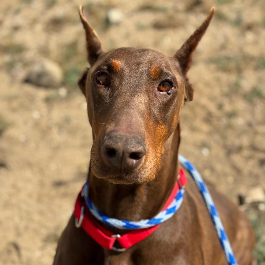 Enlarge Dude, a Adoptable Doberman Pinscher in Santa Barbara, CA image 1/2
