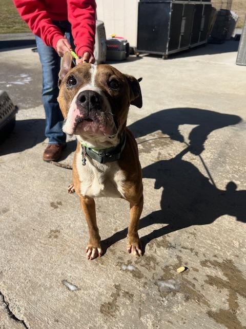 Talley O’Malley-Adoptable Awaiting S/N, Adoptable, Adult Male Mixed Breed.