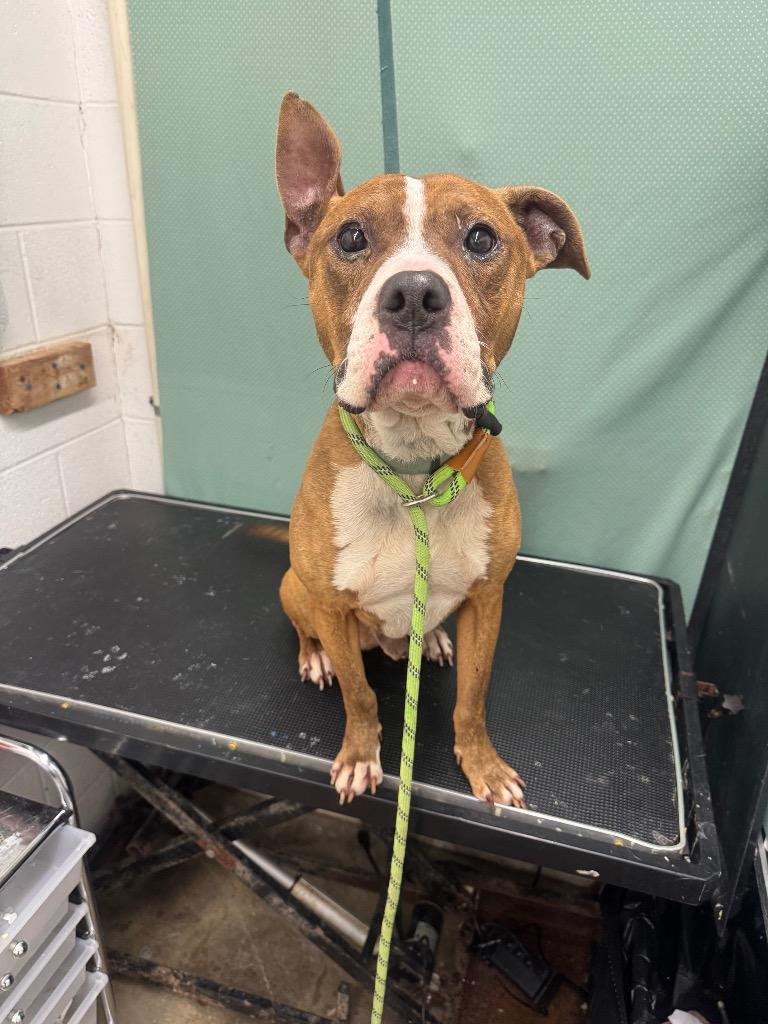 Enlarge Talley O’Malley-Adoptable Awaiting S/N, a Adoptable mixed breed in Chickamauga , GA image 2/6